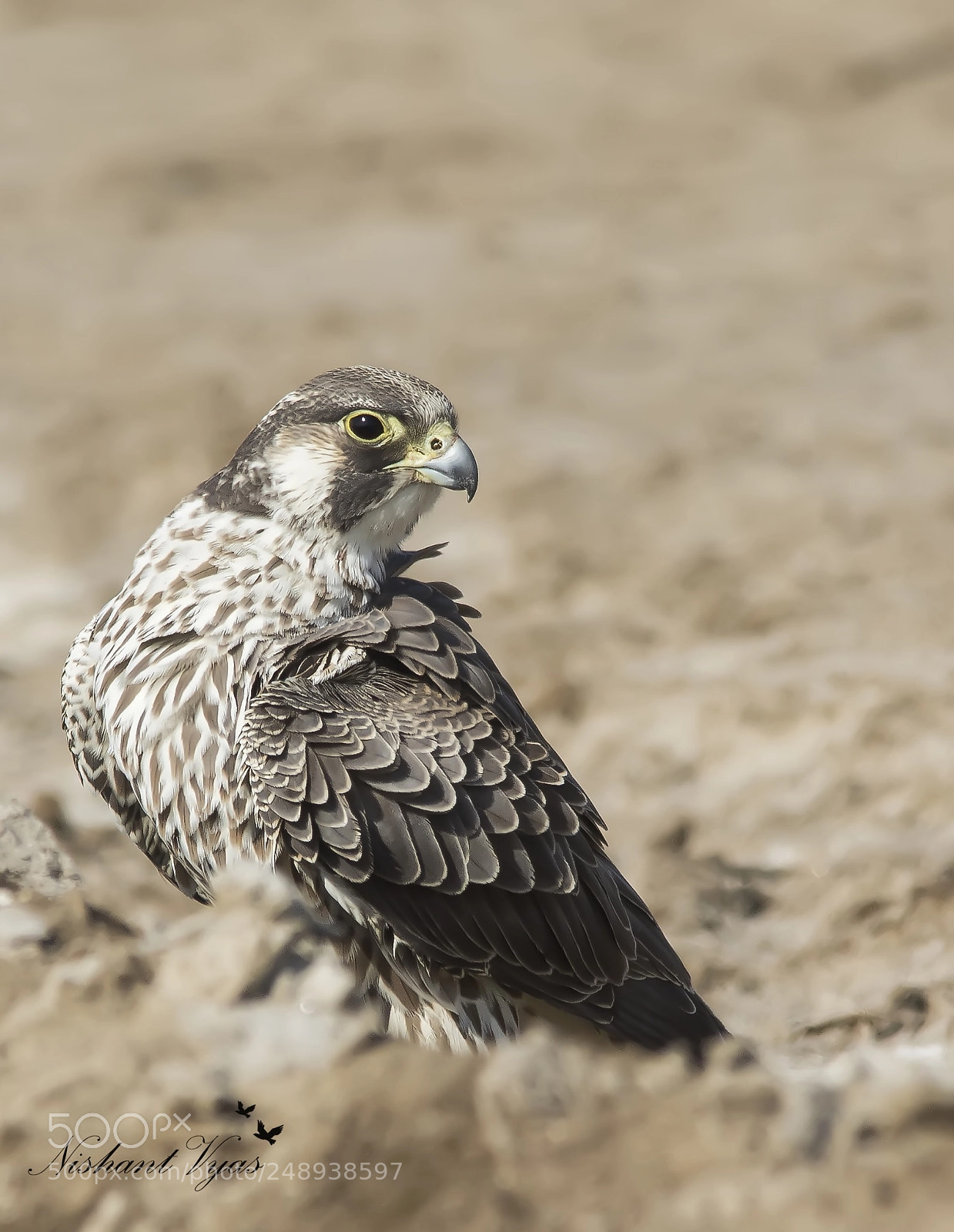 Canon EOS 7D Mark II sample photo. Peregrine falcon photography