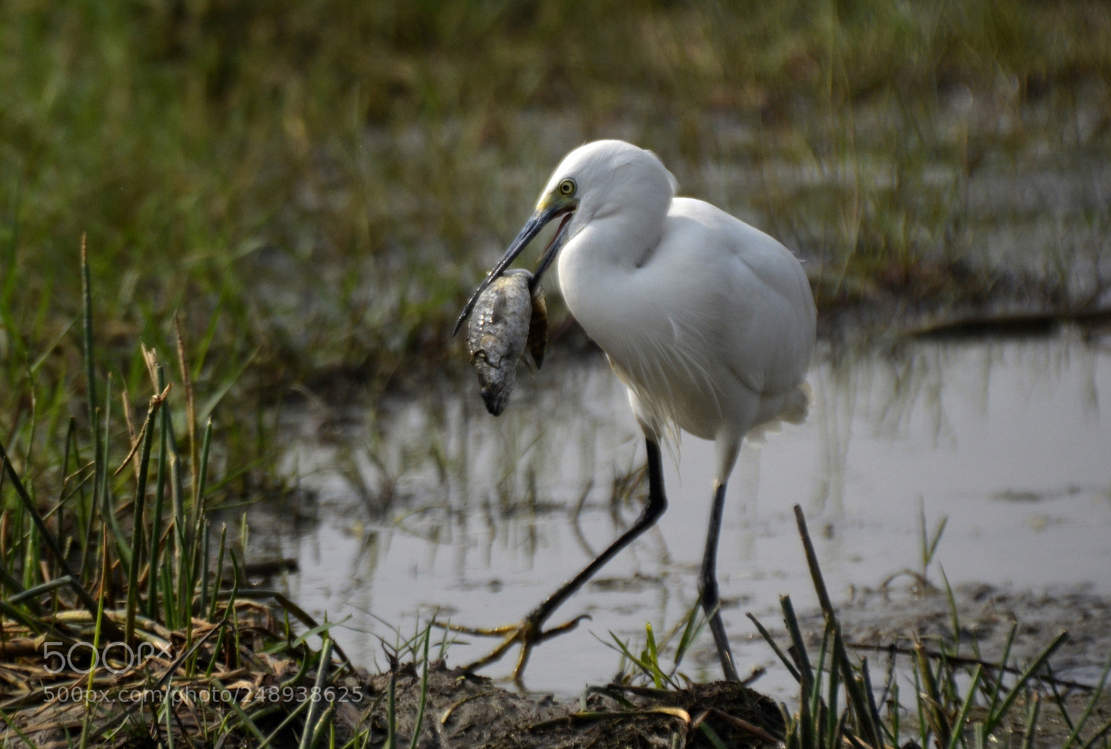 Nikon D5100 sample photo. What a style... photography