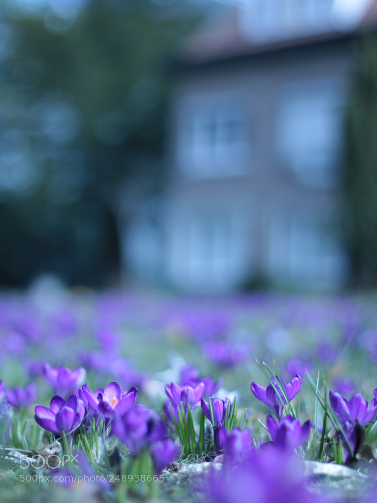 Canon EOS 70D + Canon EF 50mm F1.8 STM sample photo. Crocus in the park photography