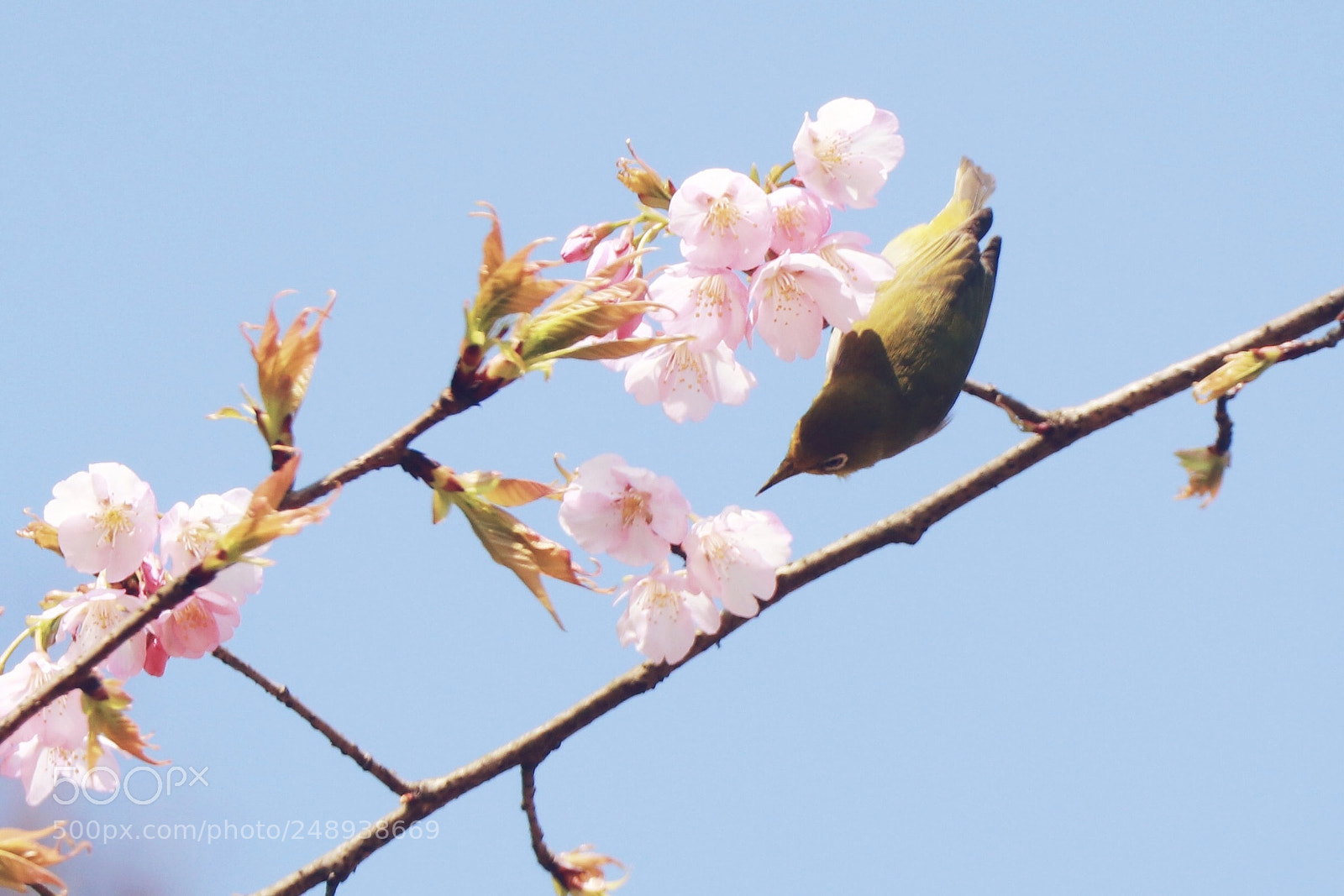 Canon EOS 80D sample photo. 靠近 photography