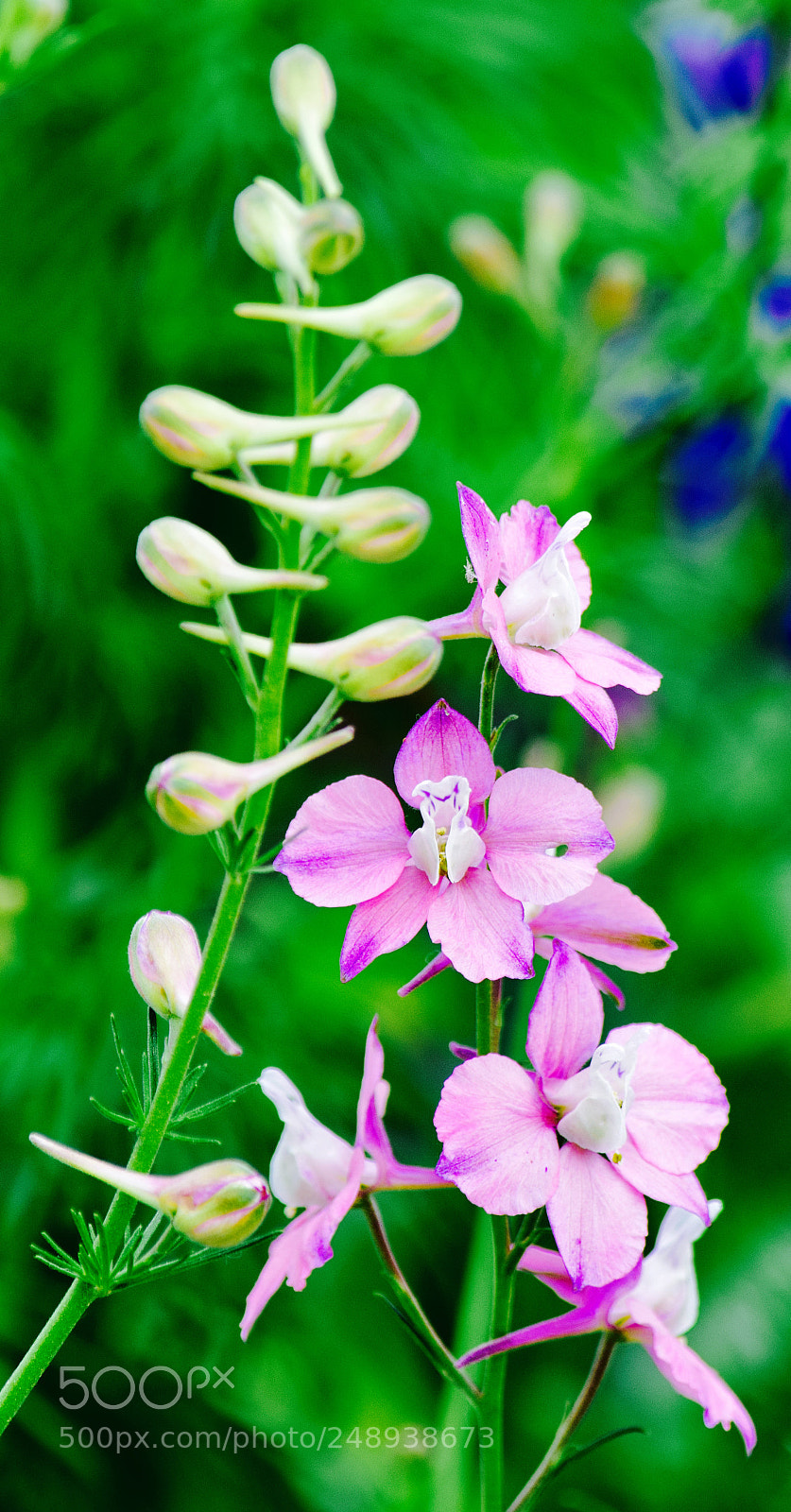 Nikon D5300 sample photo. Spring is here photography