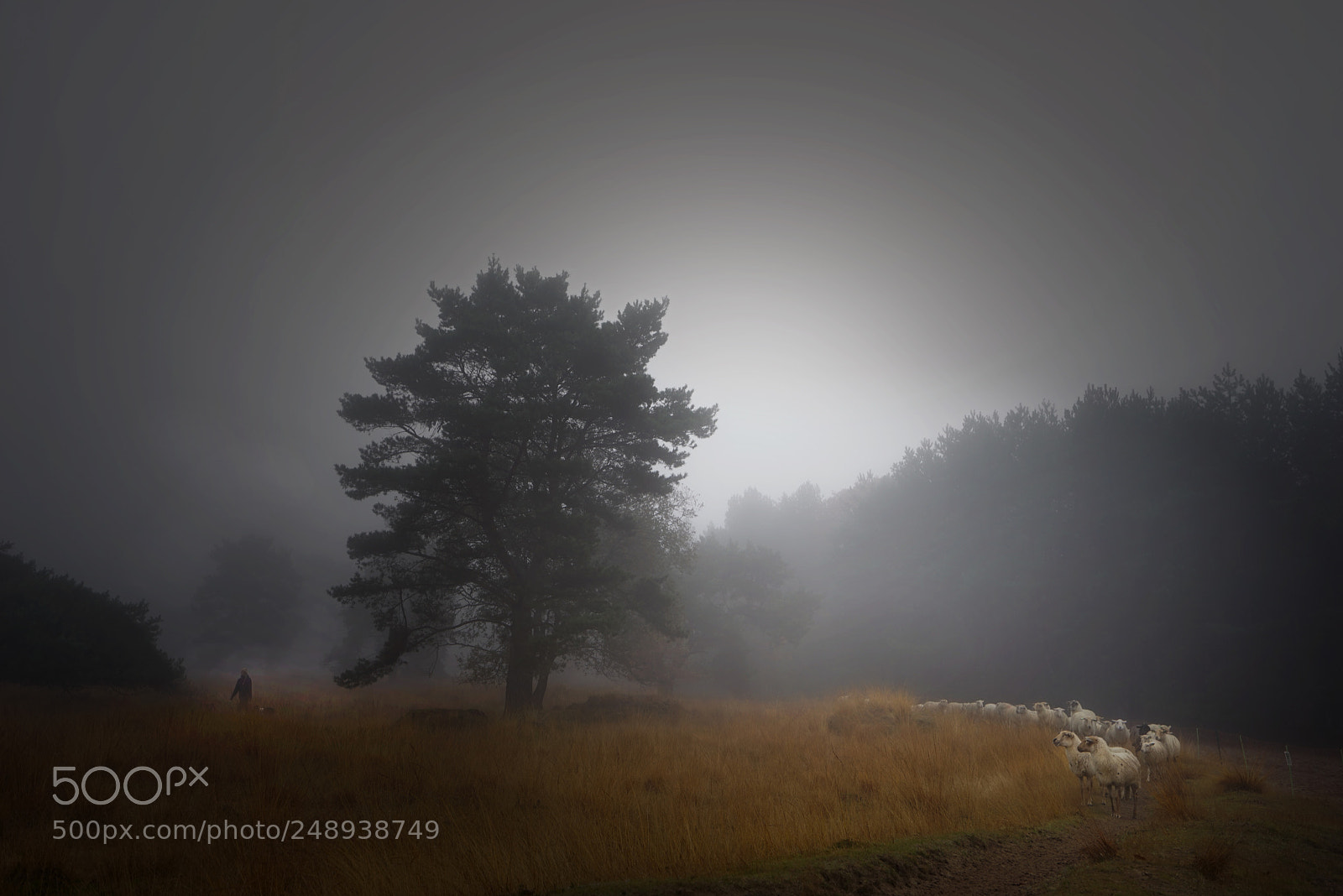 Sony a7R sample photo. Foggy memory photography