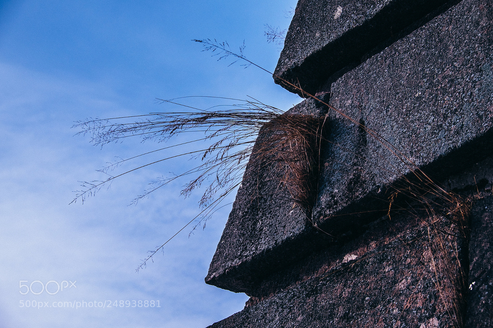 Fujifilm X-T1 sample photo. Tenacious photography