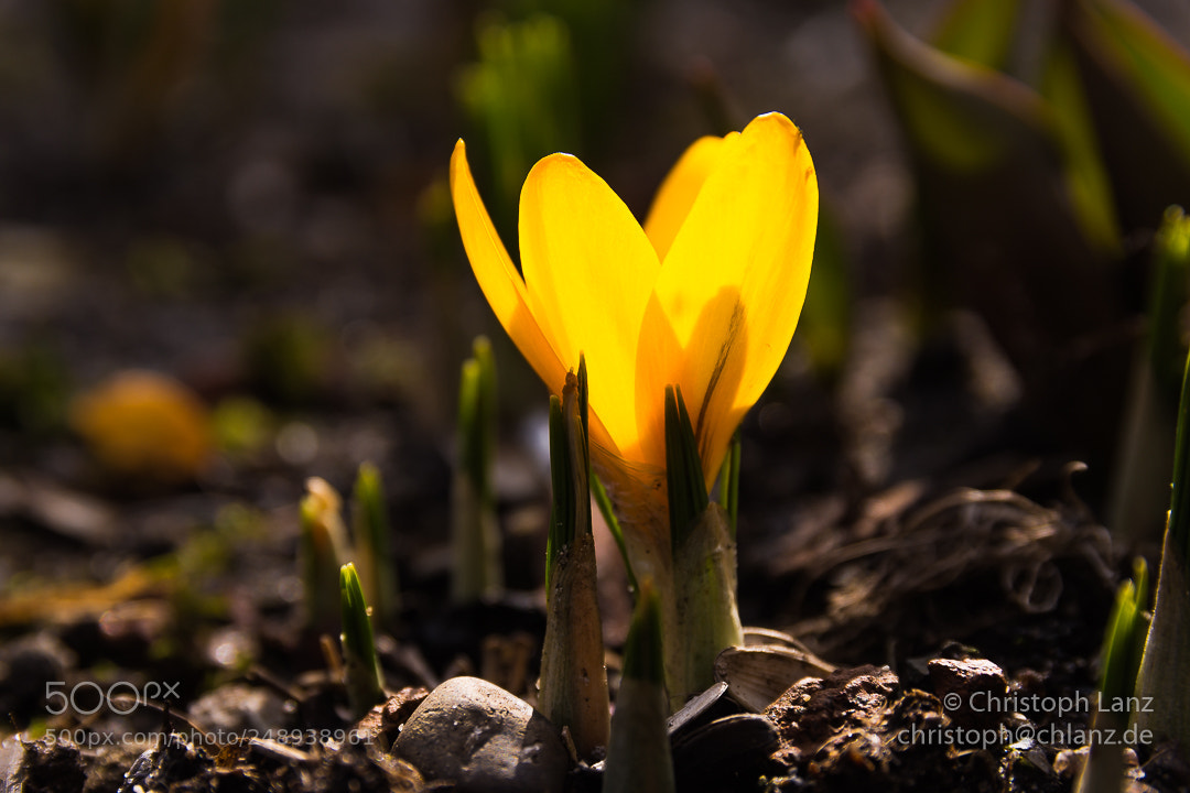 Nikon D7200 sample photo. Glowing photography