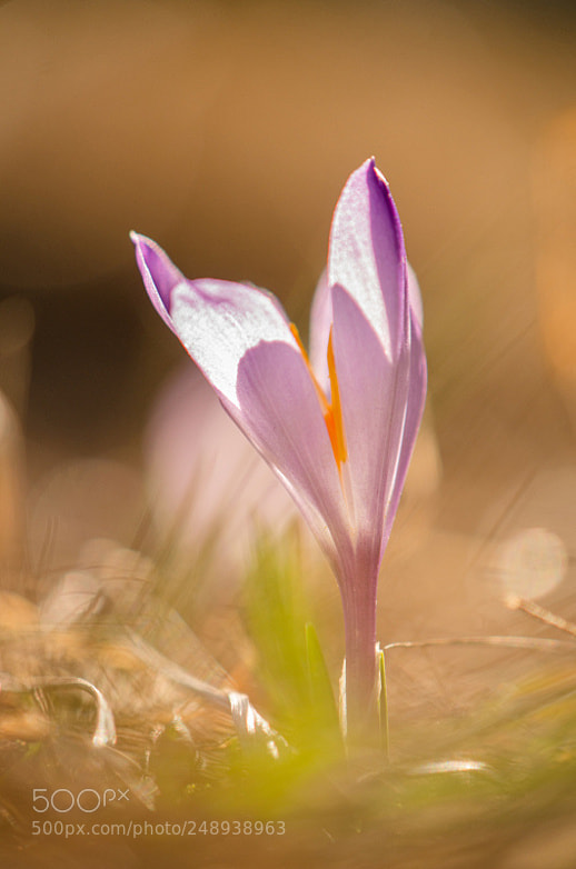 Nikon D7000 sample photo. Krokus... photography