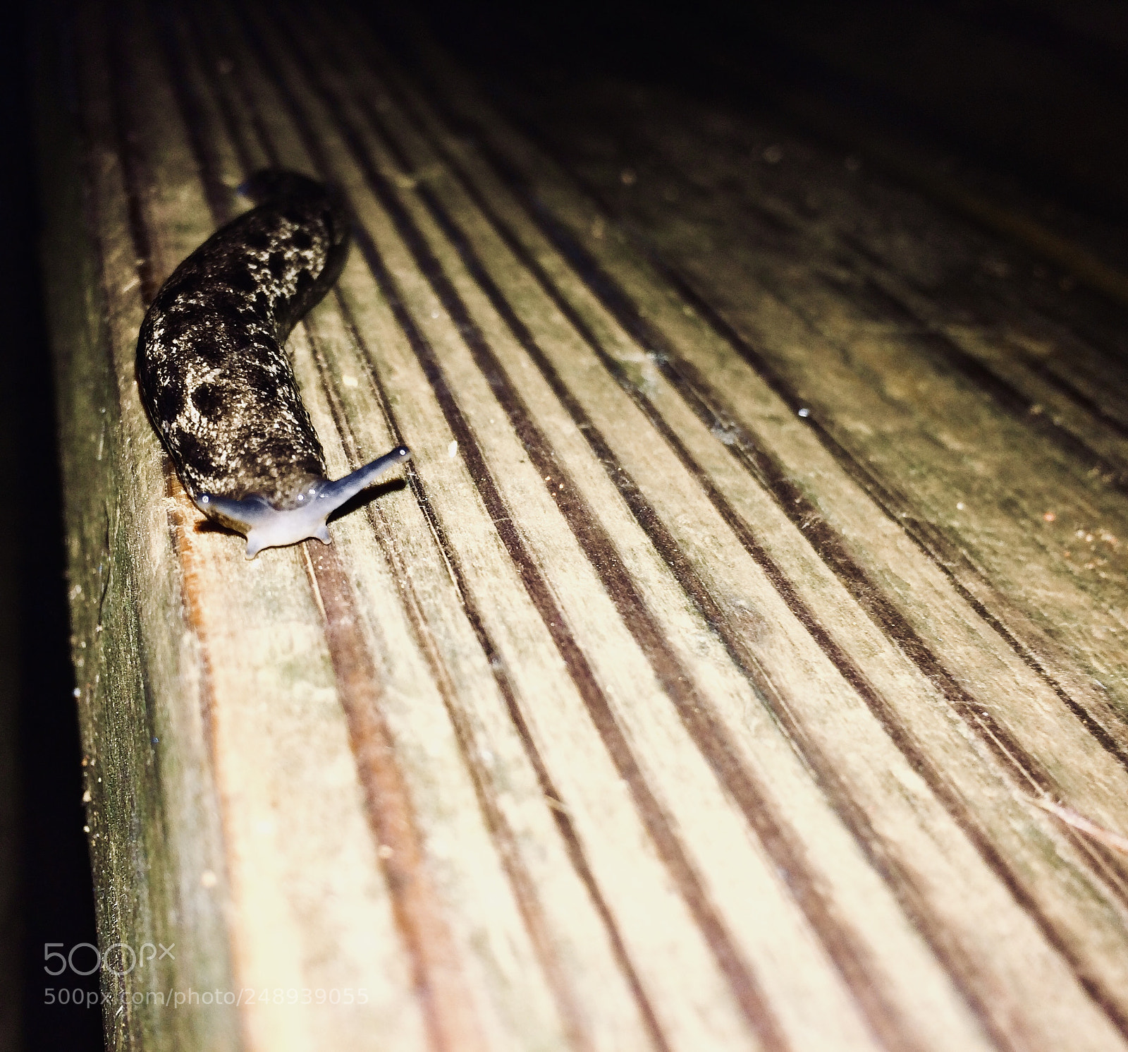 Apple iPhone 5s sample photo. Slug in the spotlight photography