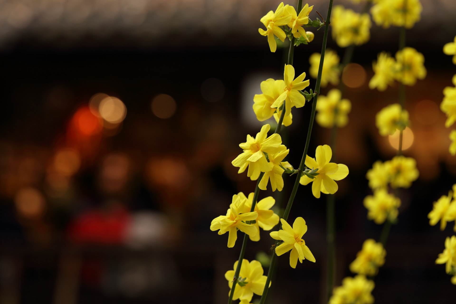 Canon EOS 5DS R + Canon EF 100mm F2.8L Macro IS USM sample photo. Chinese  new  year photography