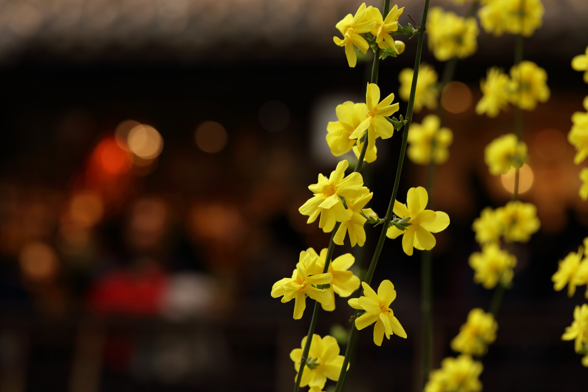 Canon EF 100mm F2.8L Macro IS USM sample photo. Chinese  new  year photography