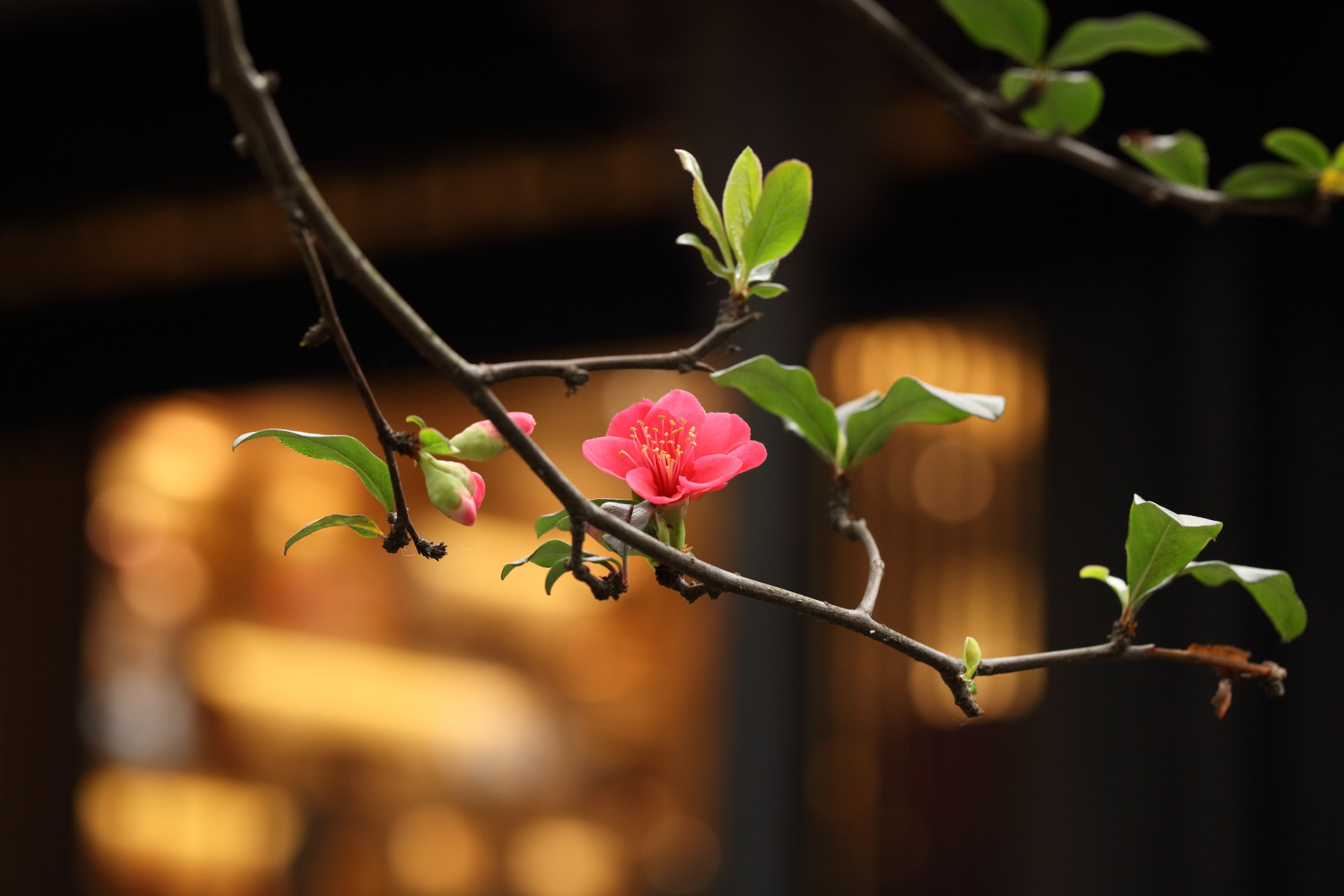 Canon EF 100mm F2.8L Macro IS USM sample photo. Chinese  new  year photography