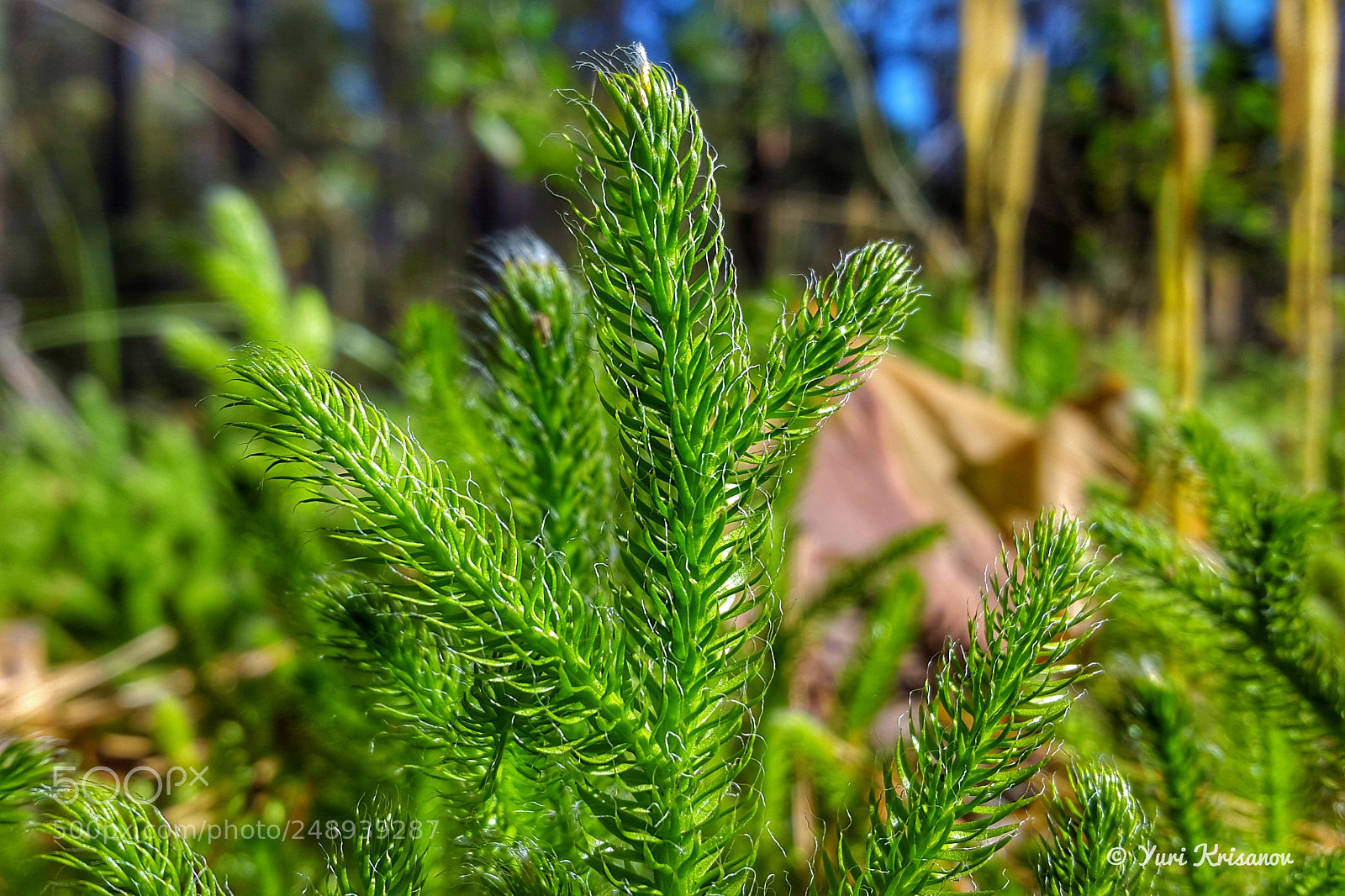 Samsung Galaxy Alpha sample photo. Moss in a pine photography