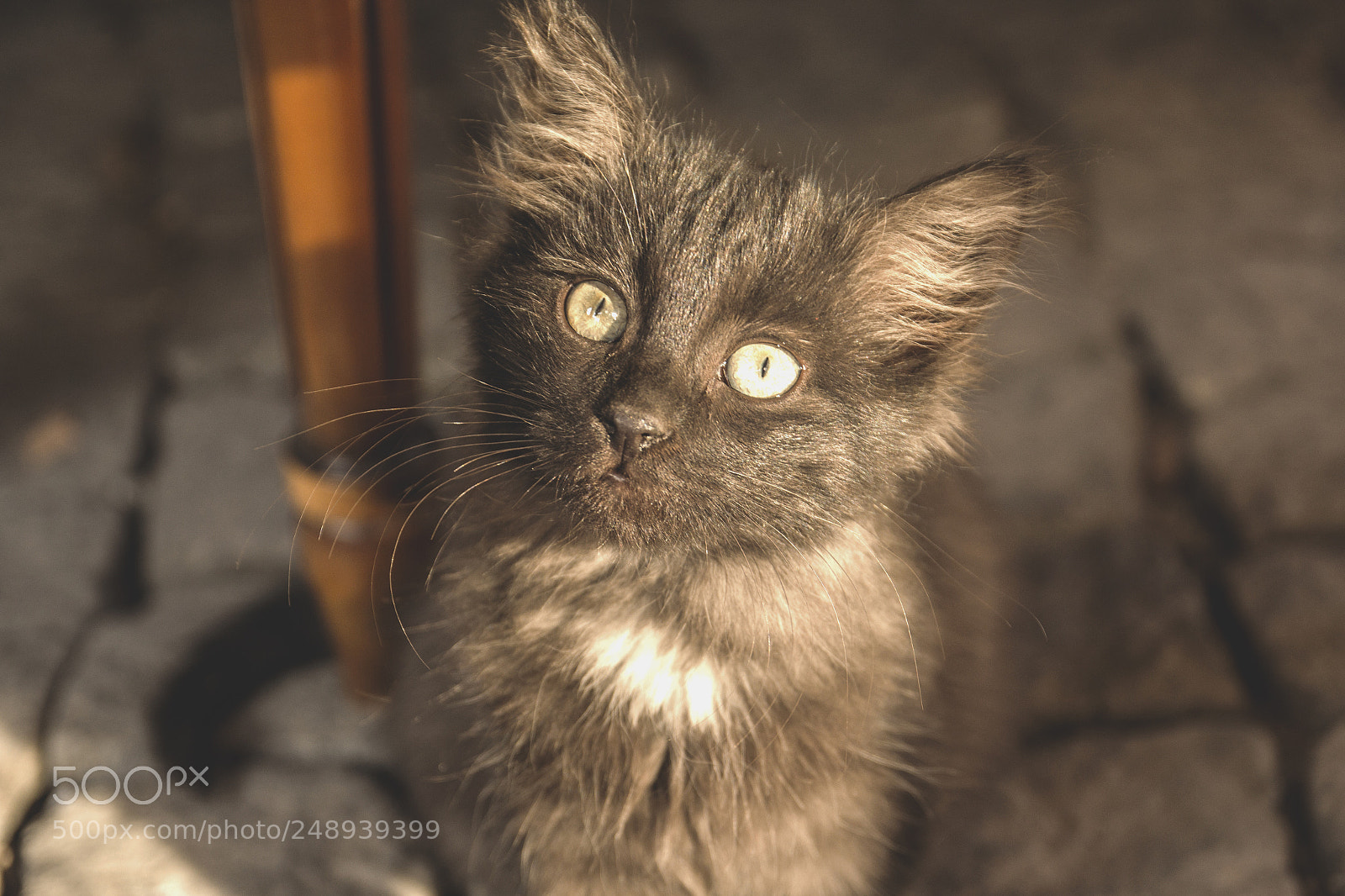 Canon EOS 60D sample photo. Gandalf photography