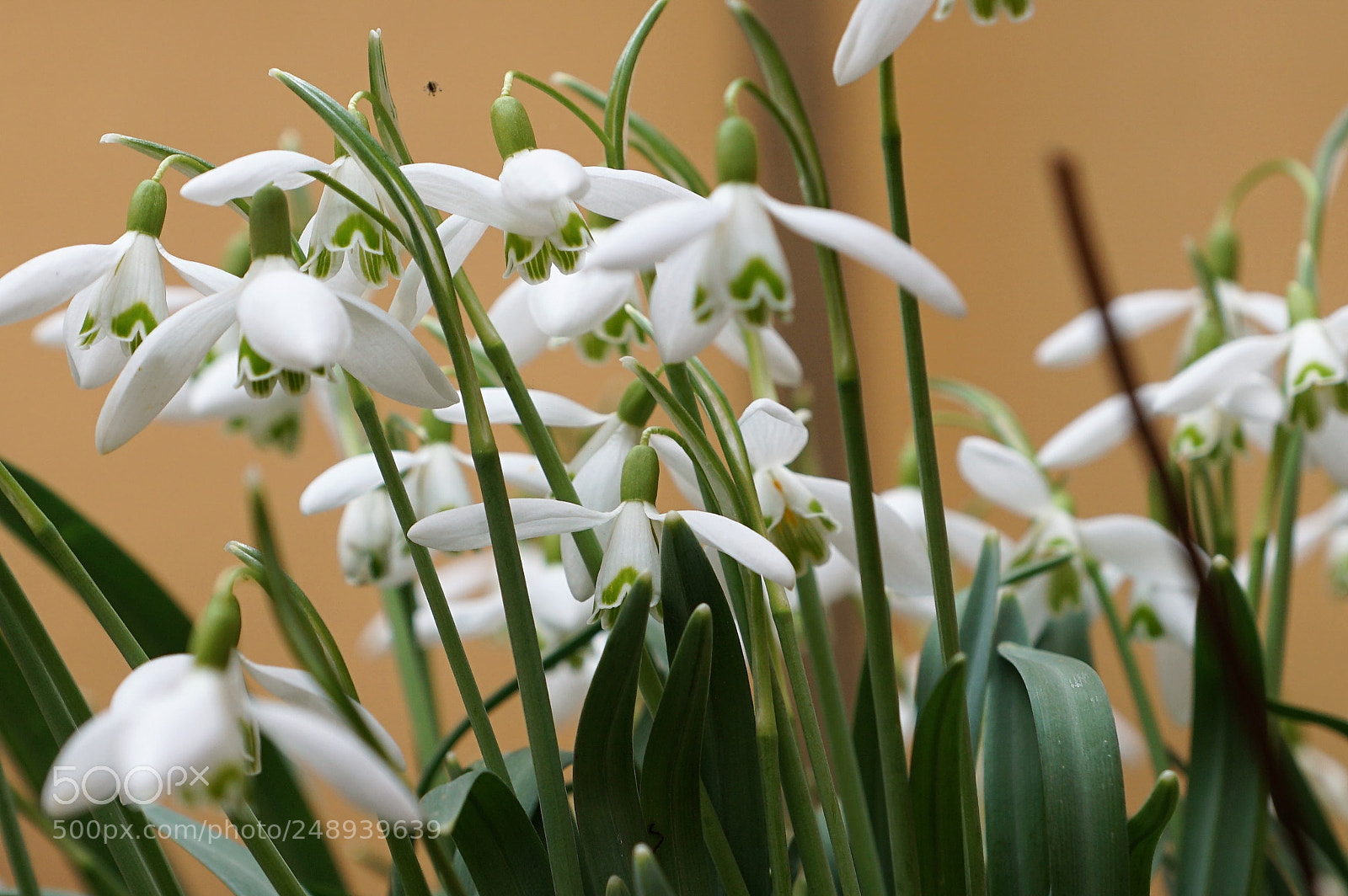 Sony DT 16-50mm F2.8 SSM sample photo. () photography