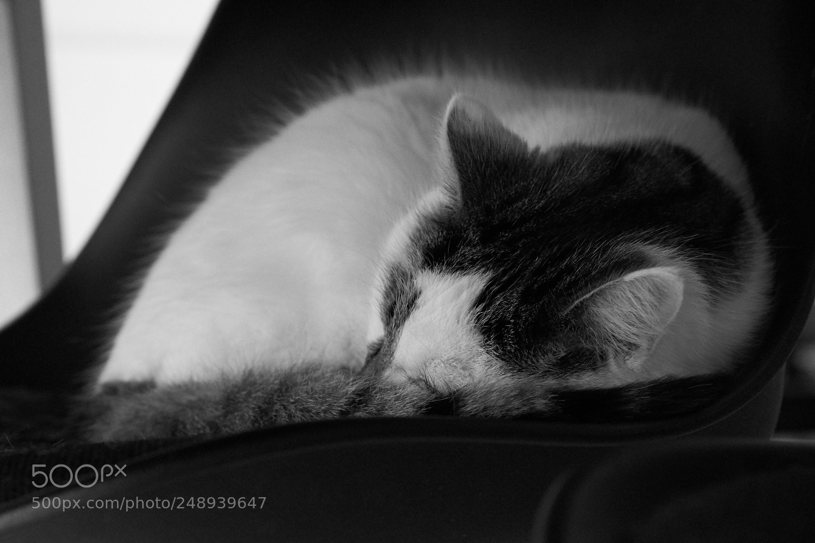 Sony a6000 sample photo. Newton the cat photography