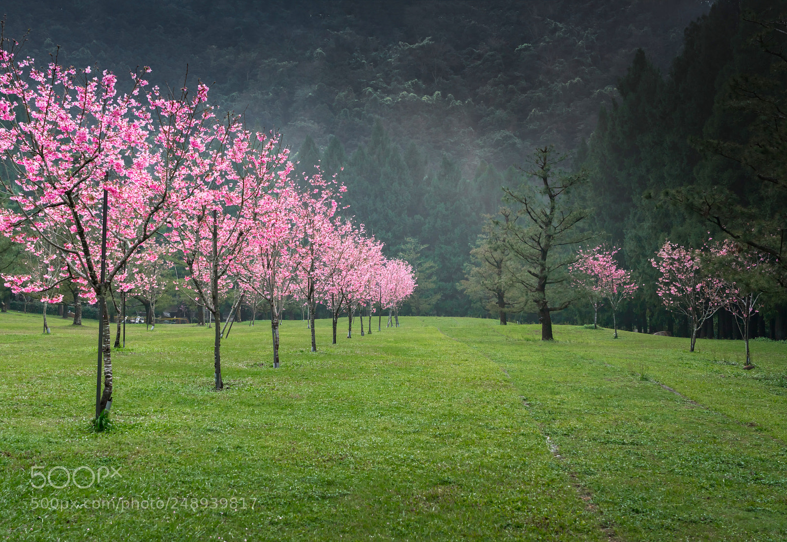 Sony a7R II sample photo. Sakura pink cherry blossoms photography