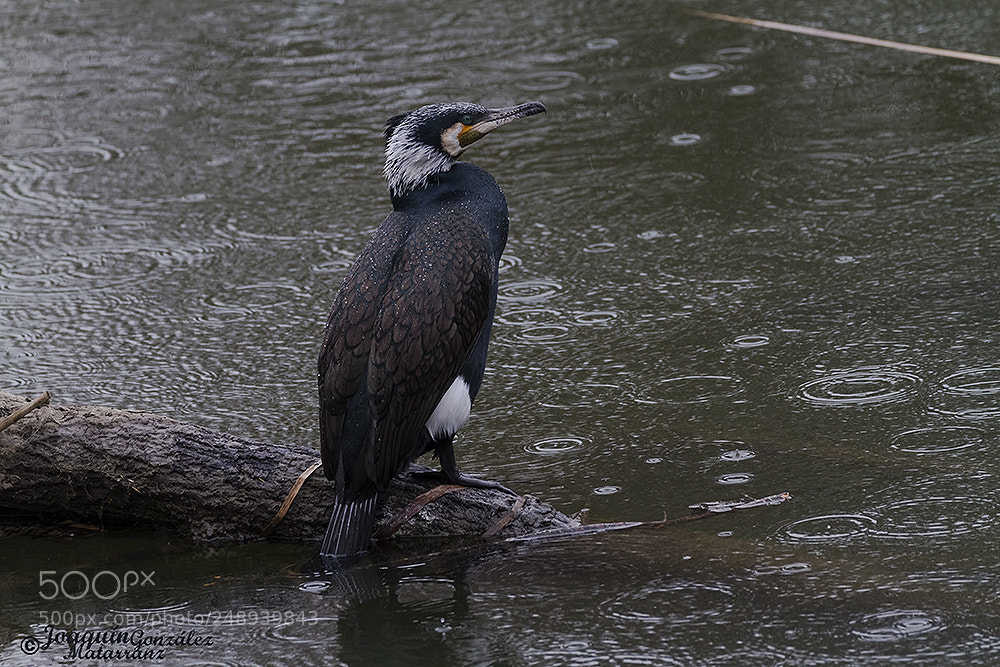 Canon EOS 7D sample photo. Cormoran photography