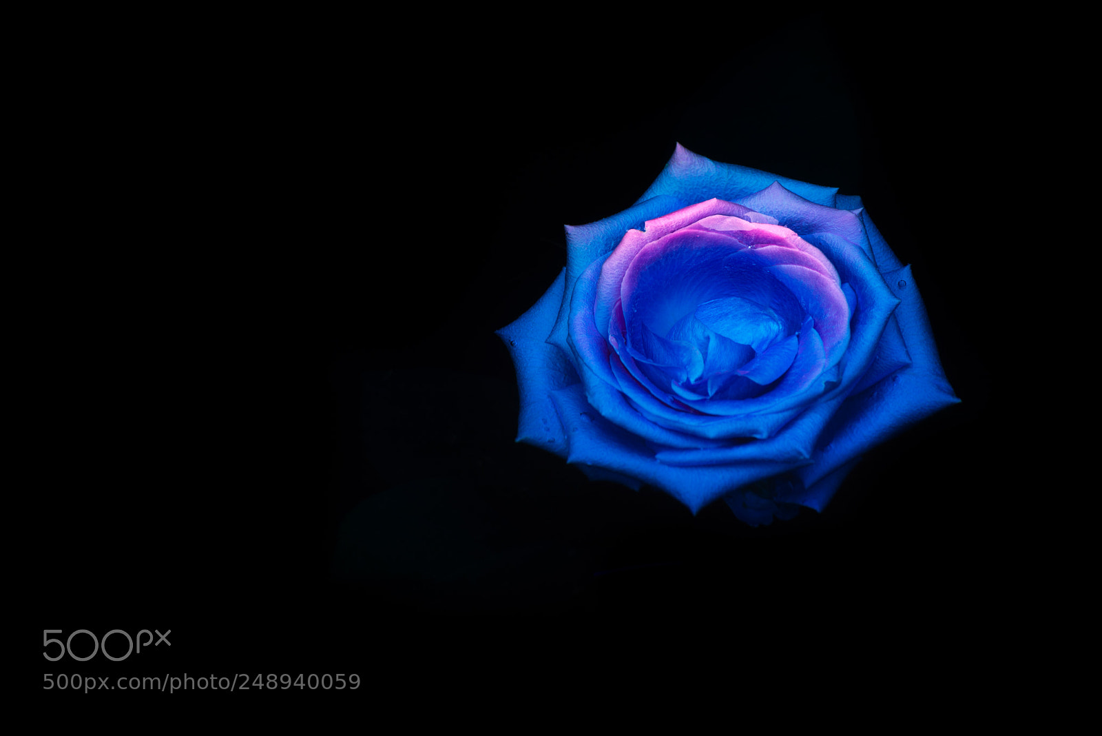 Nikon D610 sample photo. Submerged iv photography