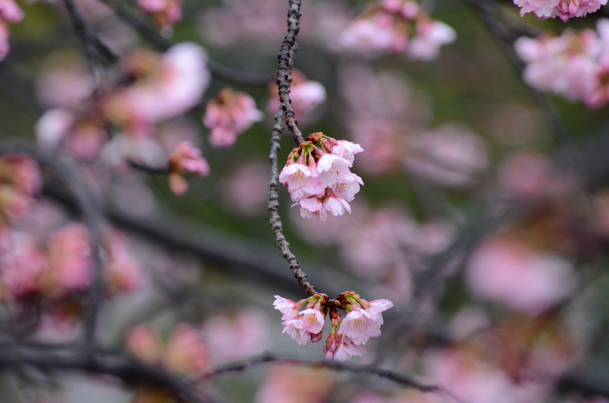 Sigma 70-300mm F4-5.6 APO DG Macro sample photo. Sakura photography