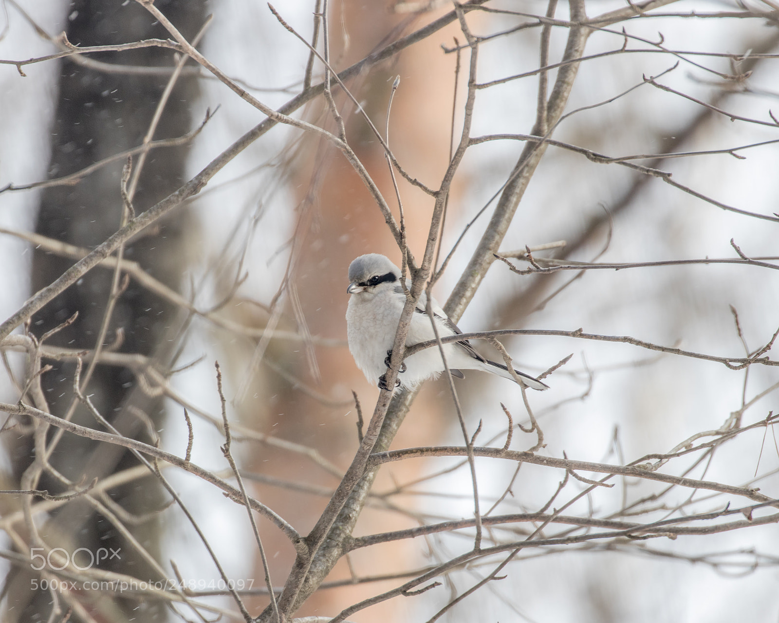 Canon EOS 80D sample photo. Northern shrike photography