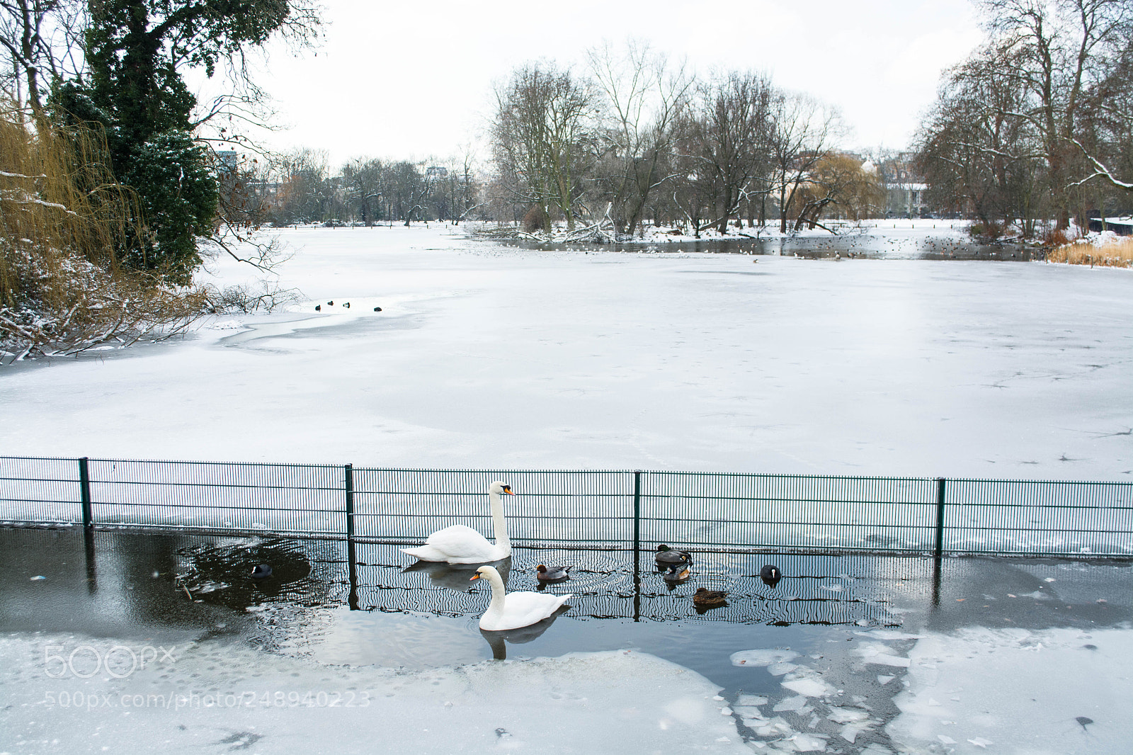 Nikon D7100 sample photo. Stuck swans photography