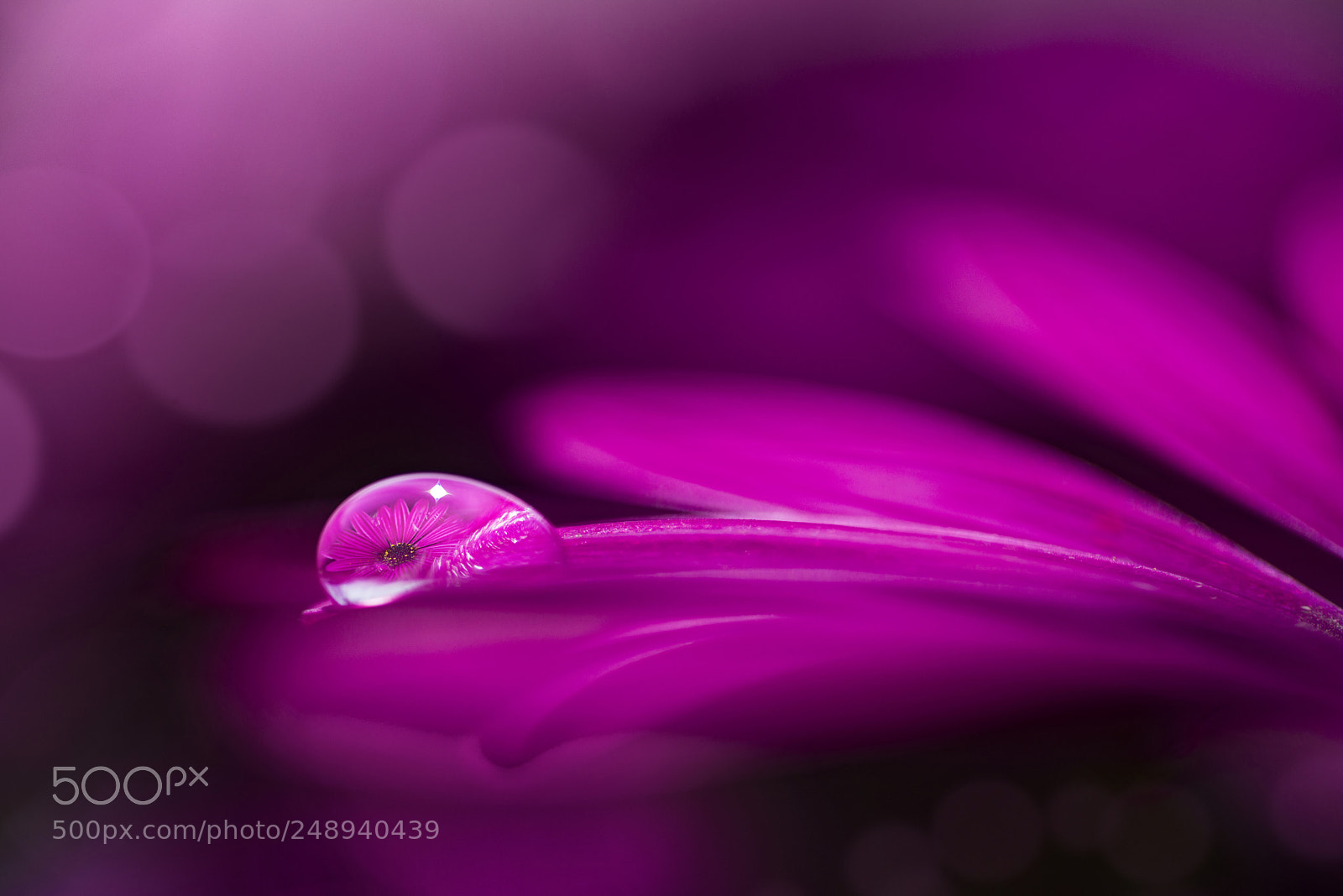 Nikon D800E sample photo. Pink flower in the photography
