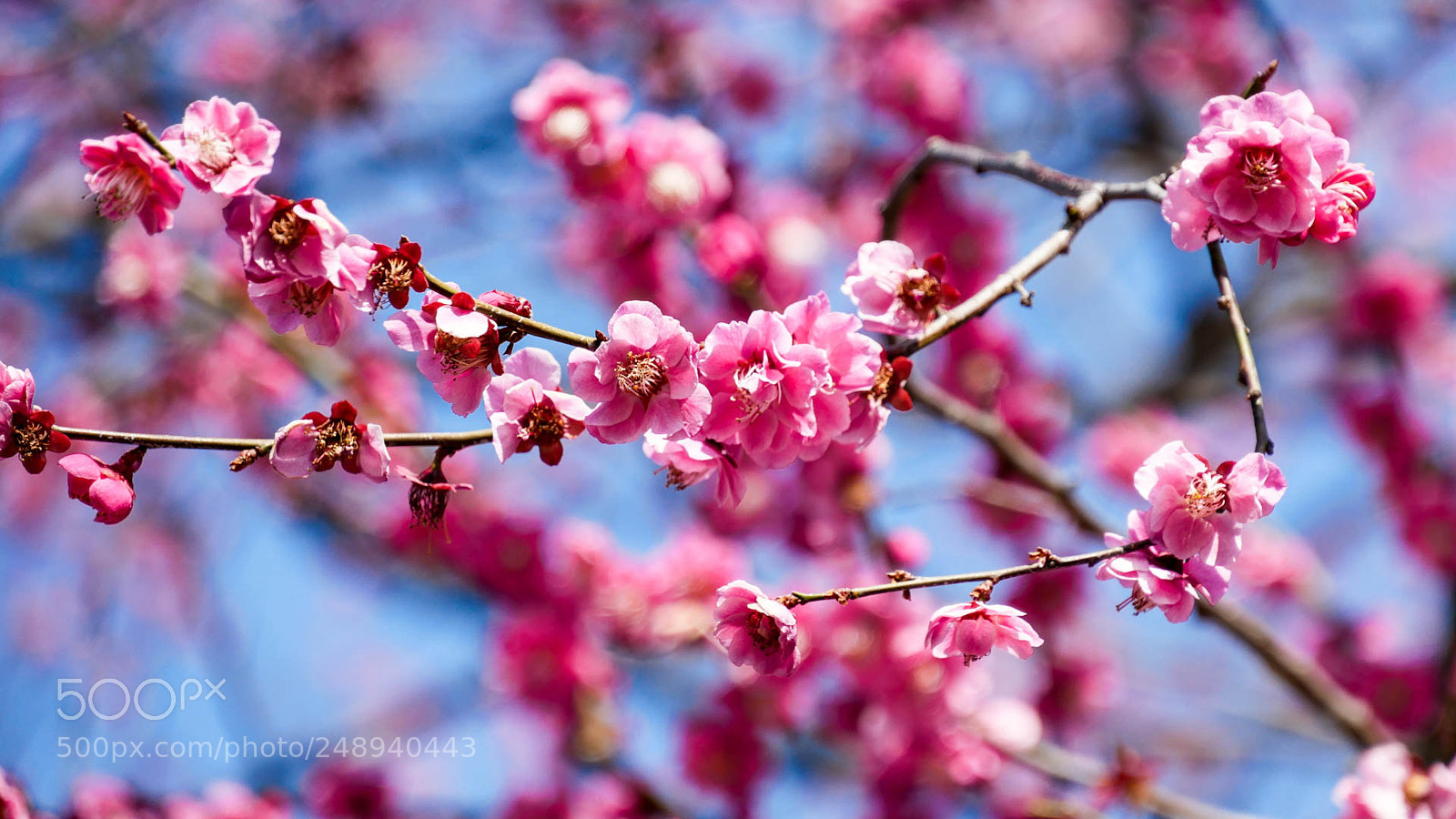 Panasonic Lumix DMC-GX85 (Lumix DMC-GX80 / Lumix DMC-GX7 Mark II) sample photo. Cerisier en fleur photography