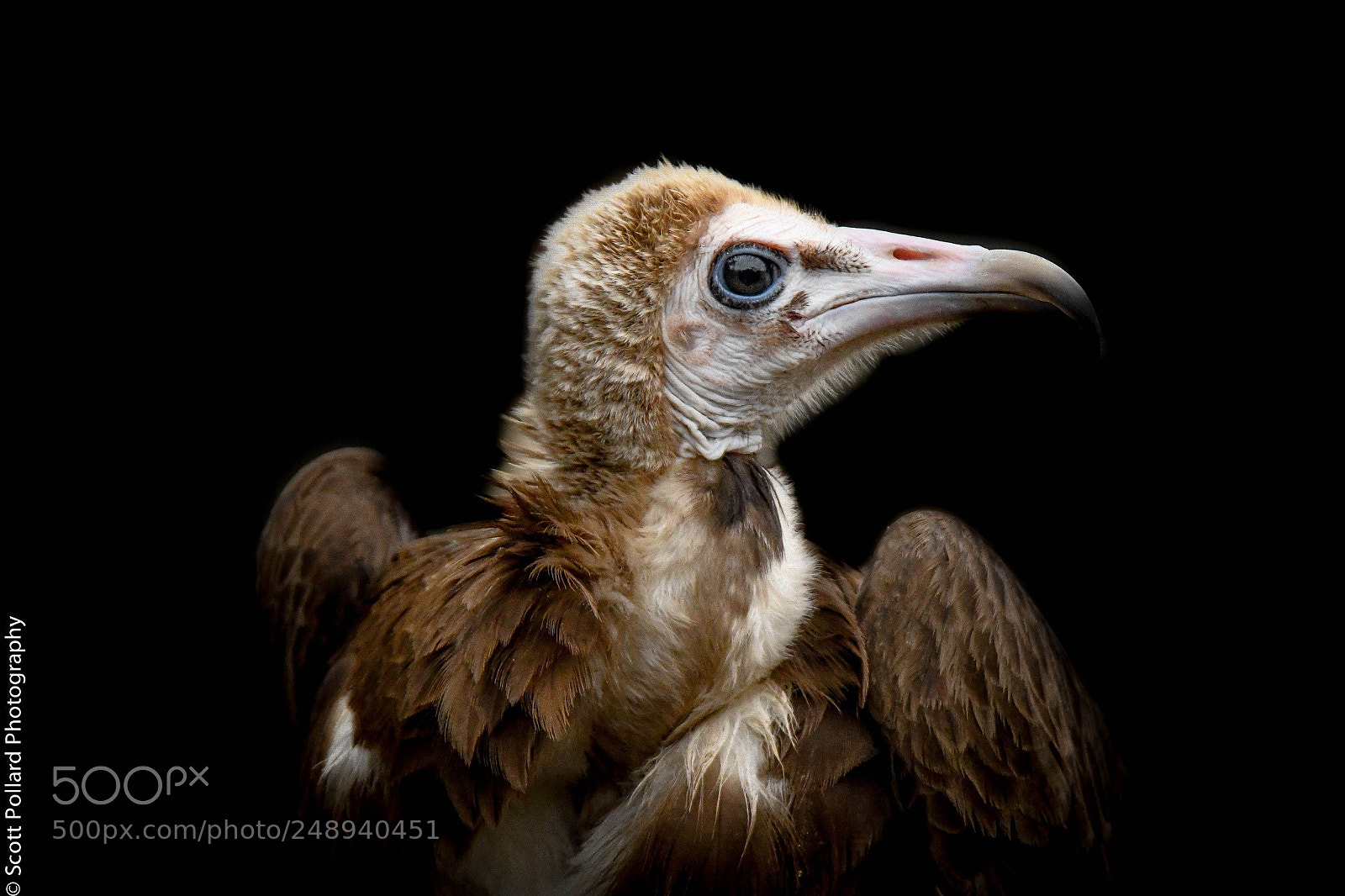 Nikon D500 sample photo. Hooded vulture. photography
