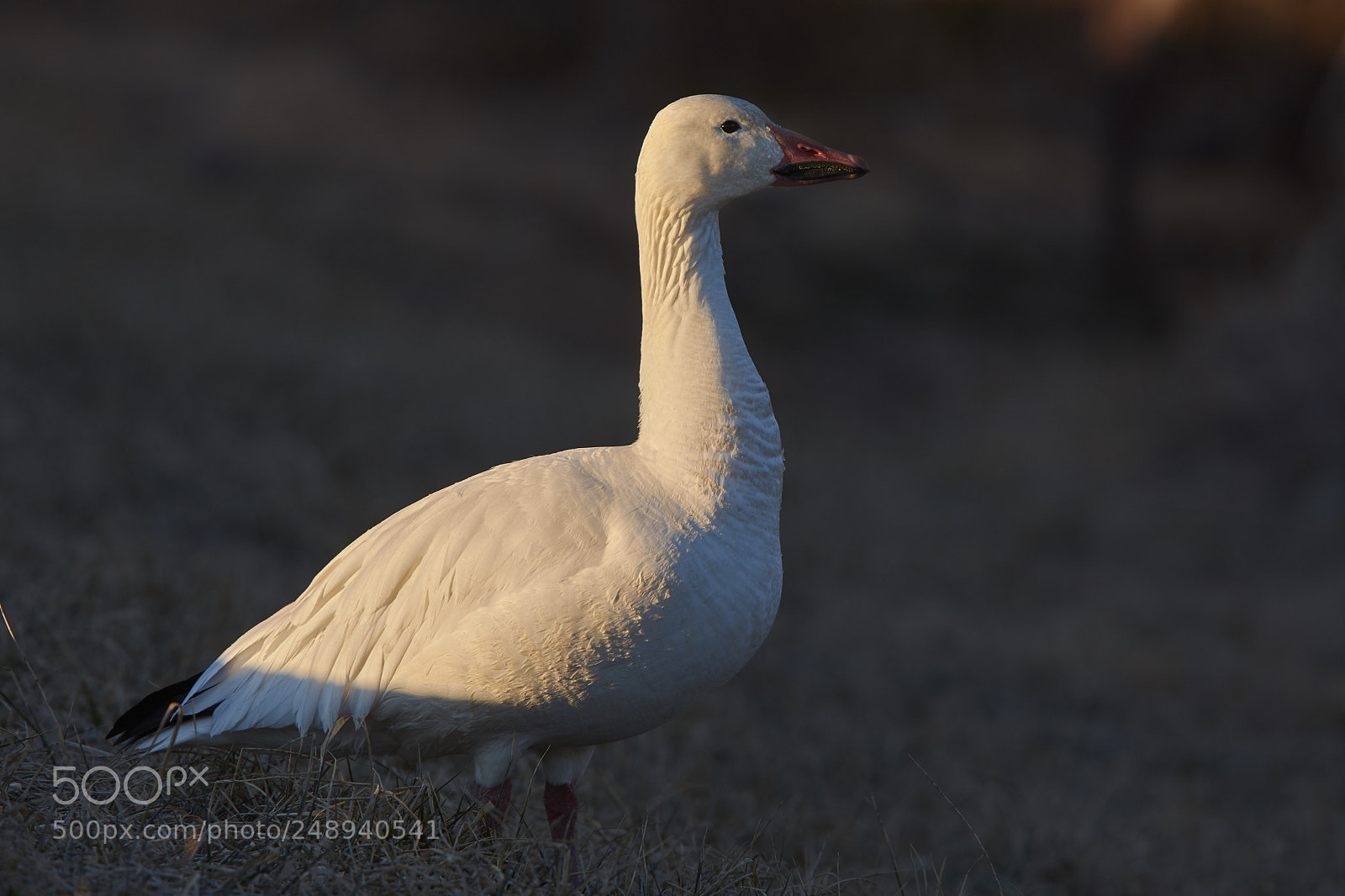 Nikon D7200 sample photo. Snow goose photography