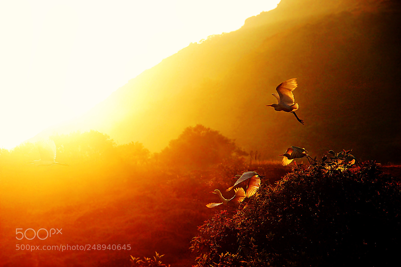 Canon EF-S 18-135mm F3.5-5.6 IS sample photo. Rising from the dawn photography