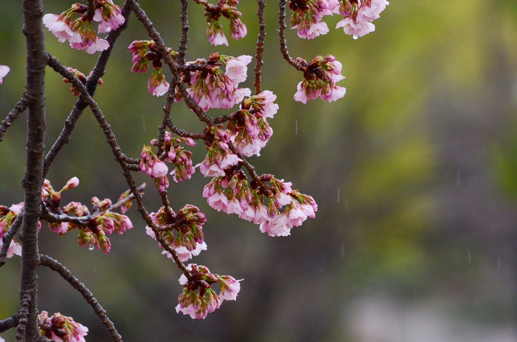 Nikon D7000 + Sigma 70-300mm F4-5.6 APO DG Macro sample photo. Sakura raining day photography