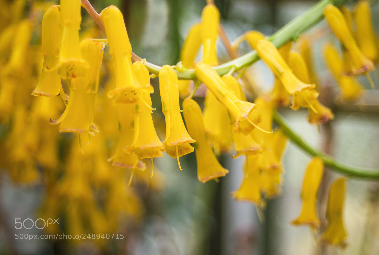 Nikon D610 sample photo. Flora -köln photography