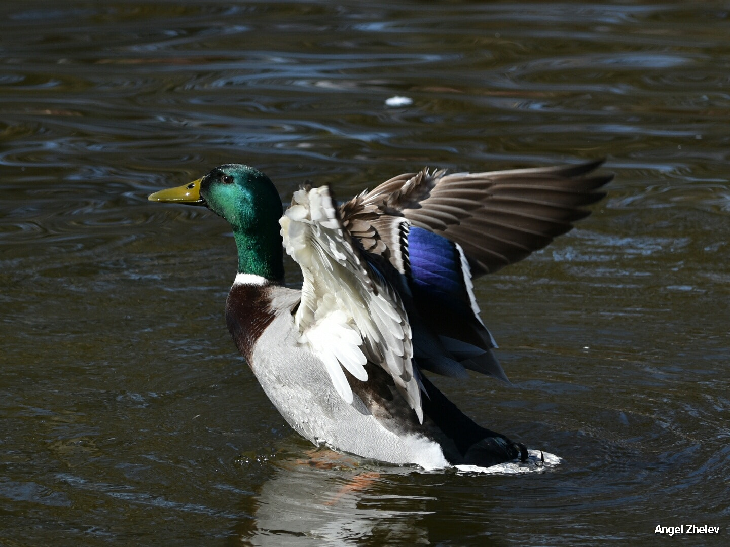Nikon D3400 sample photo. Duck photography