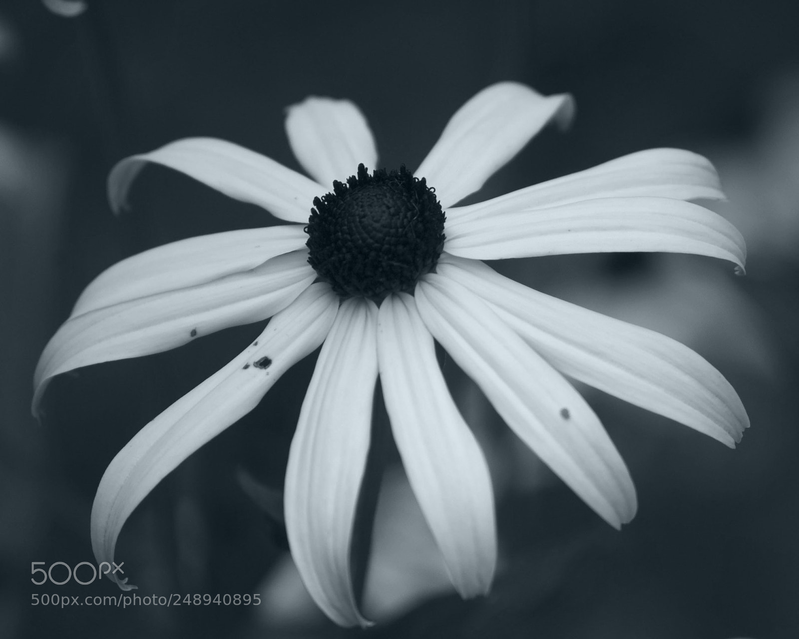 Nikon D60 sample photo. Single flower, color converted photography