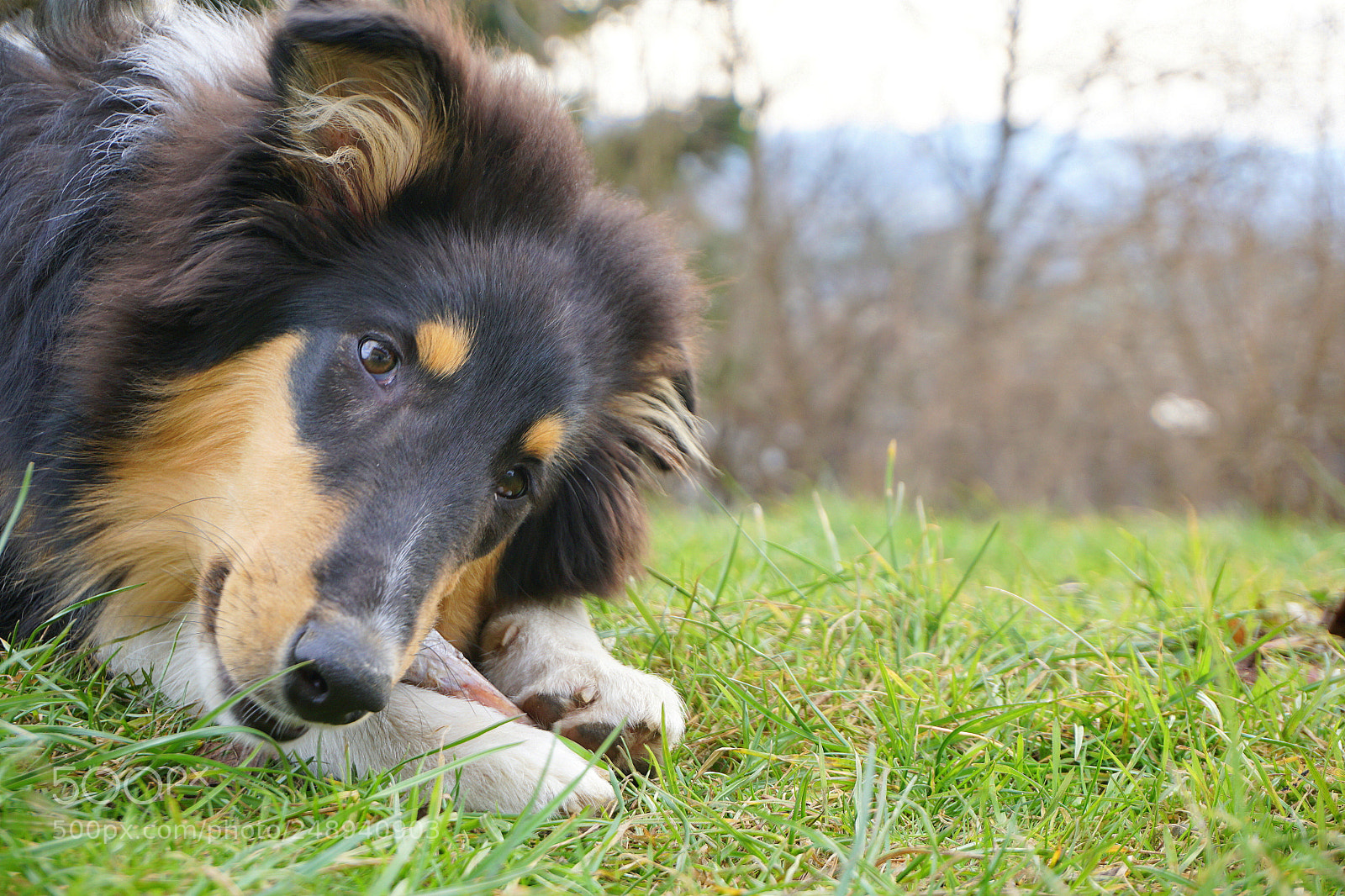 Sony a6300 sample photo. Collie (five months) photography