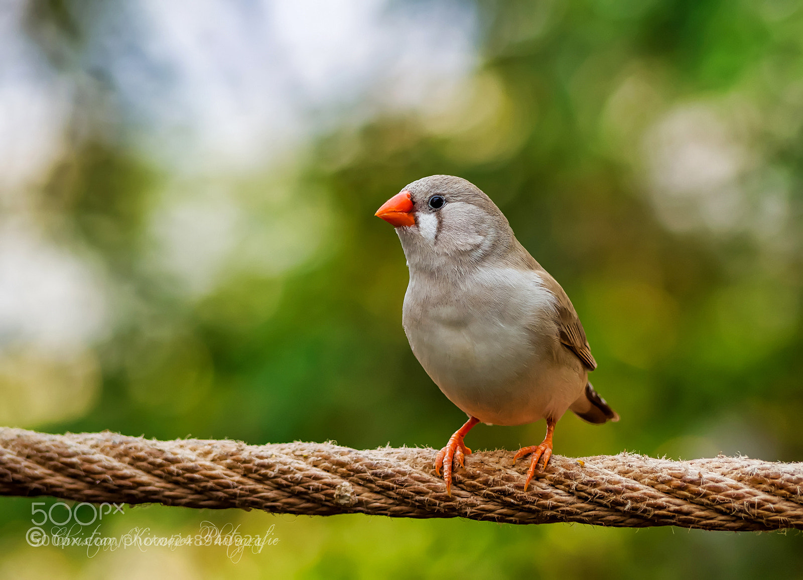Olympus OM-D E-M10 III sample photo. Little bird photography