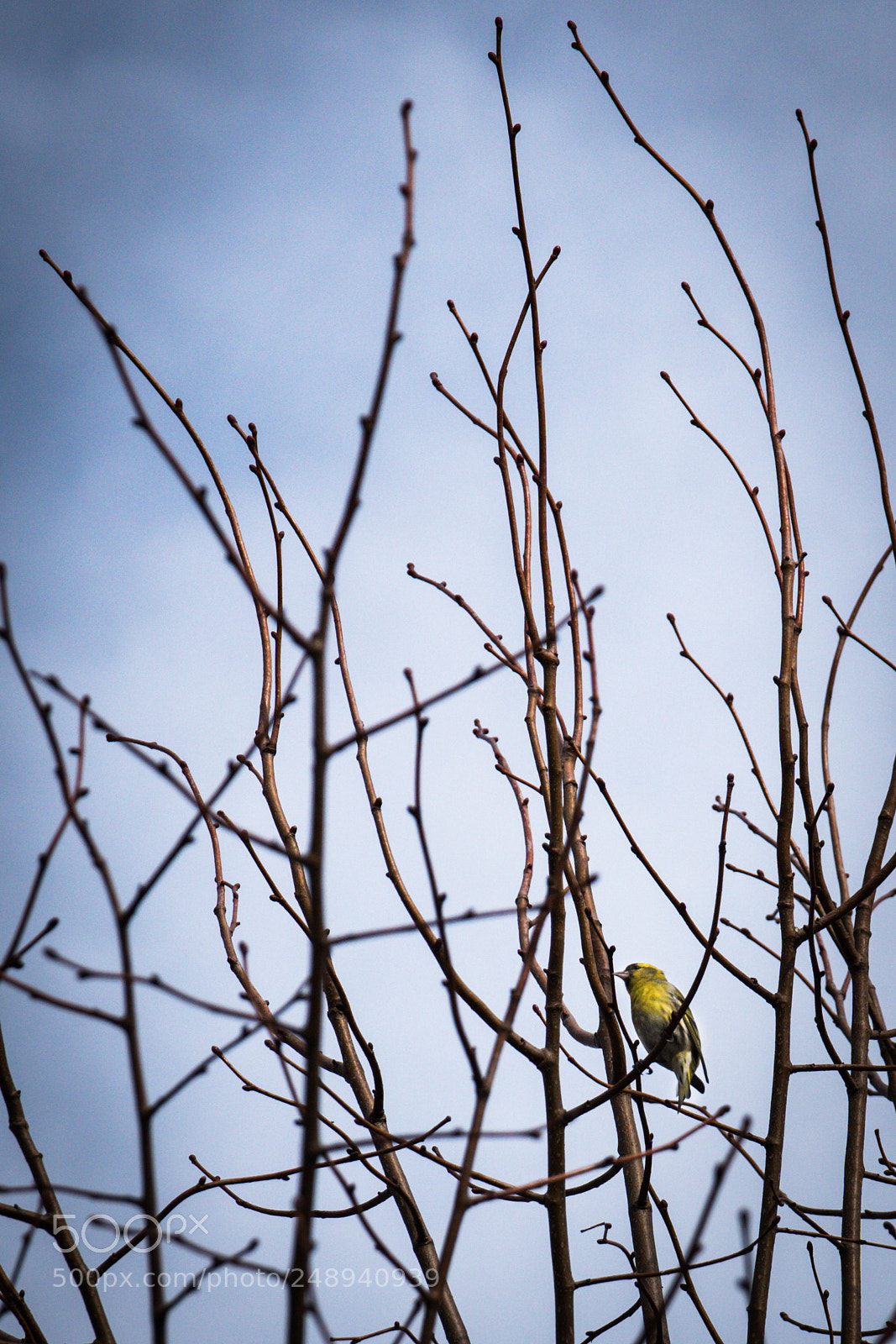 Sony ILCA-77M2 sample photo. The birds photography