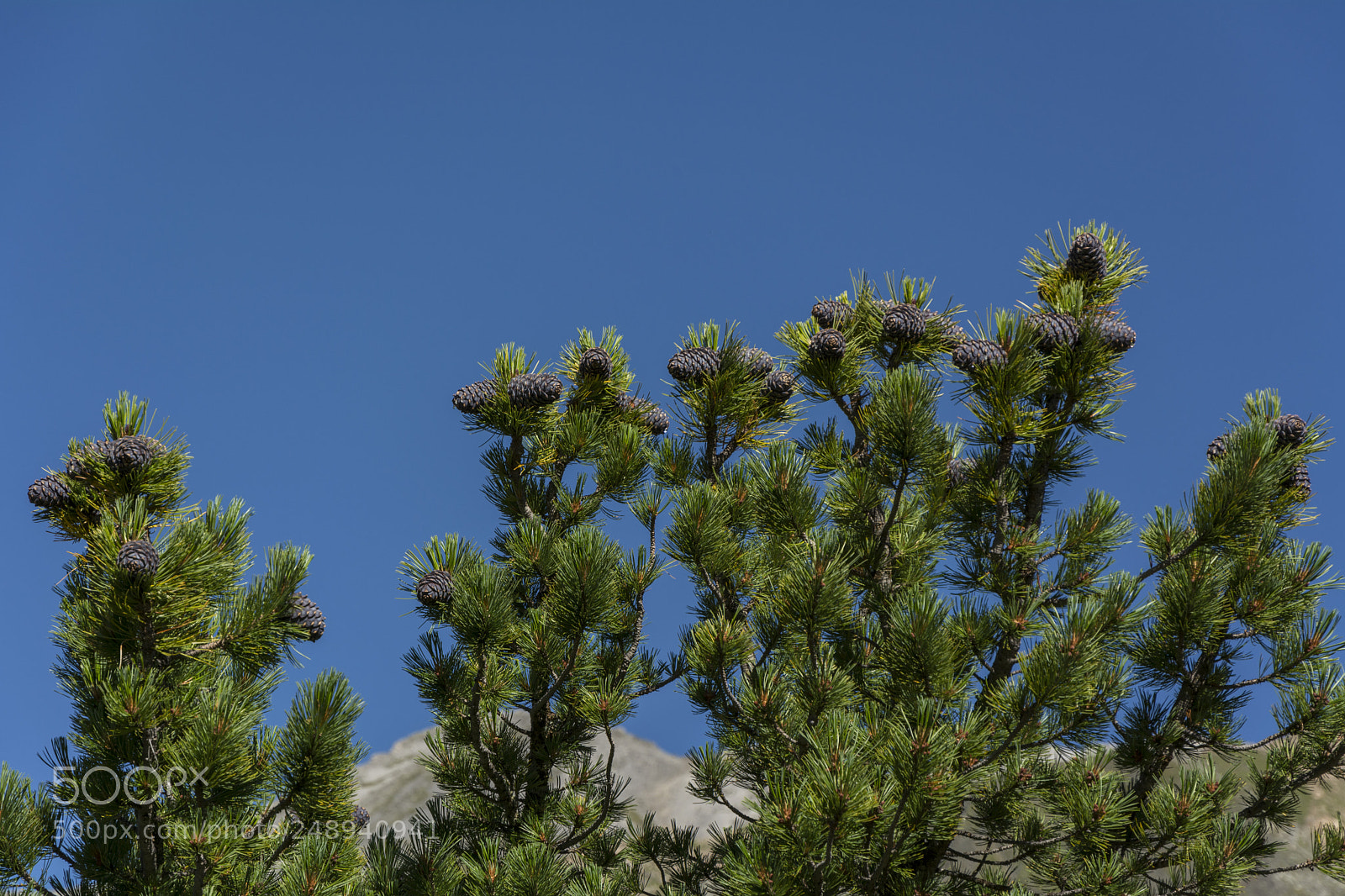 Nikon D5200 sample photo. A cedar photography
