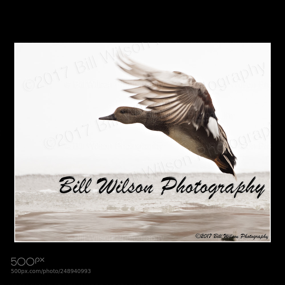 Nikon D500 sample photo. Gadwall flight photography