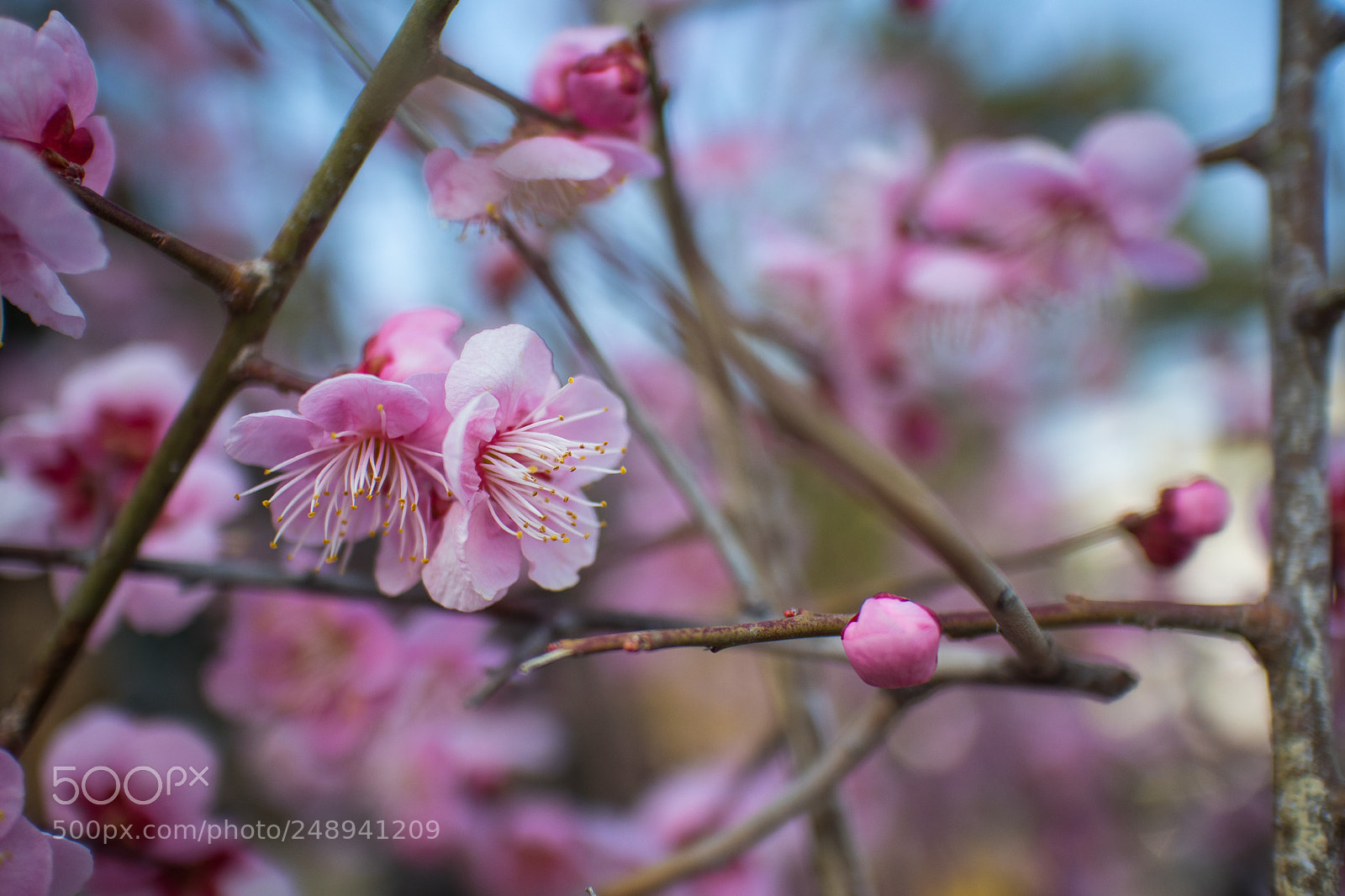 Canon EOS M6 sample photo. Spring photography