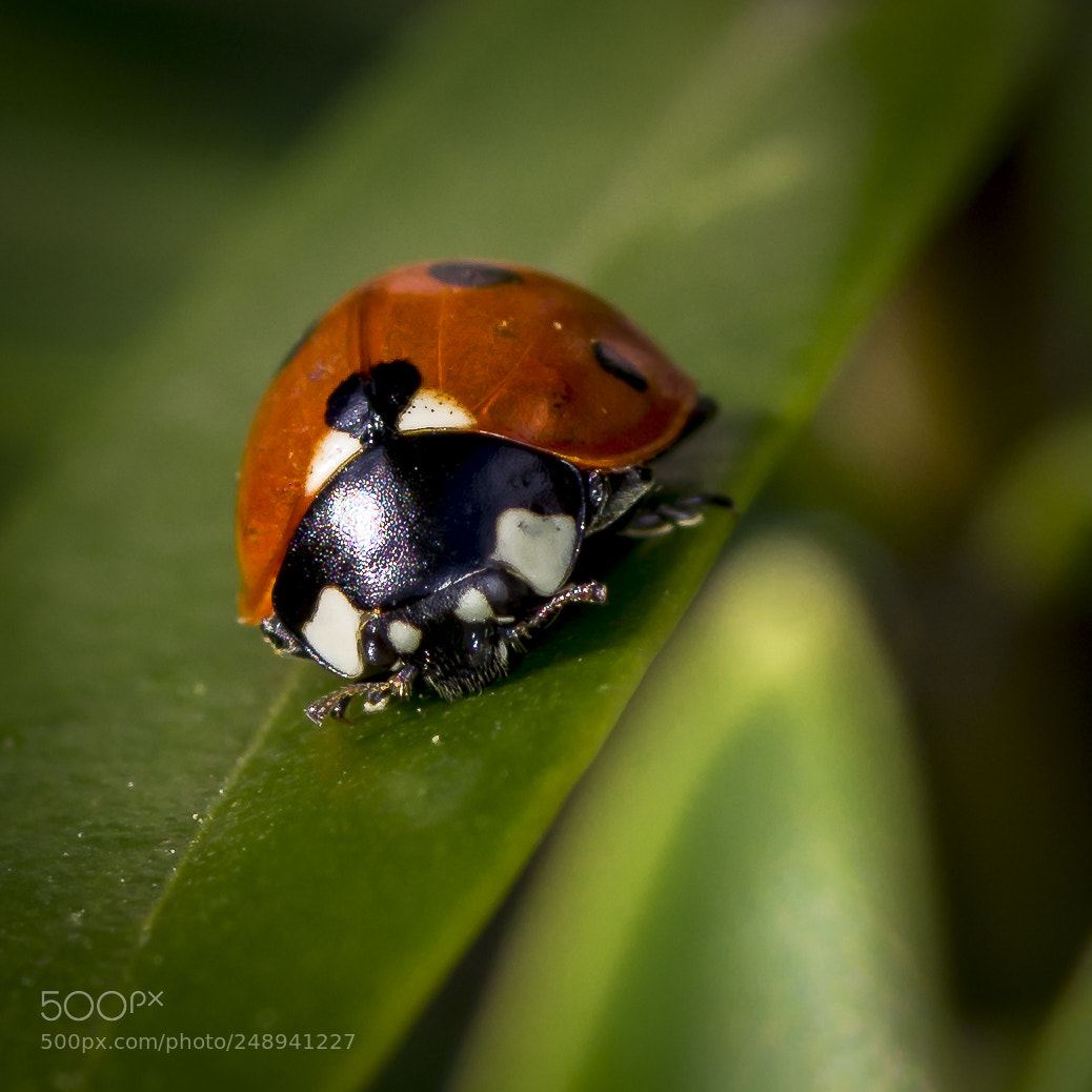 Sony SLT-A58 sample photo. Ladybug photography