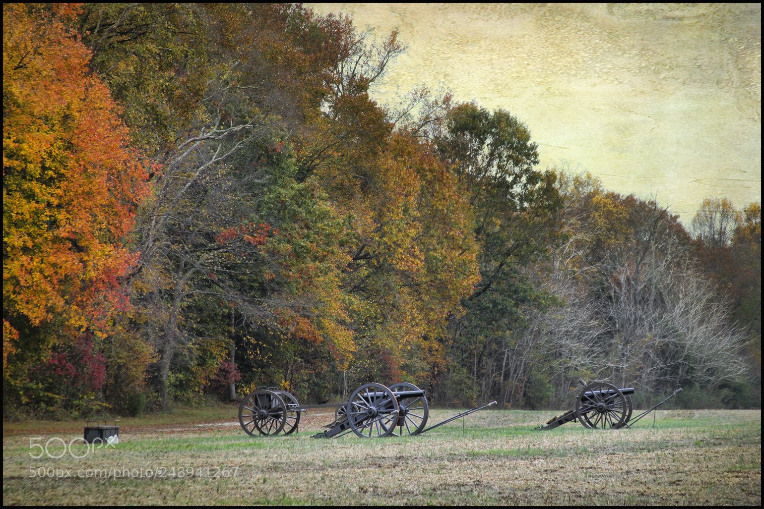 Canon EOS 7D sample photo. In a clearing by photography