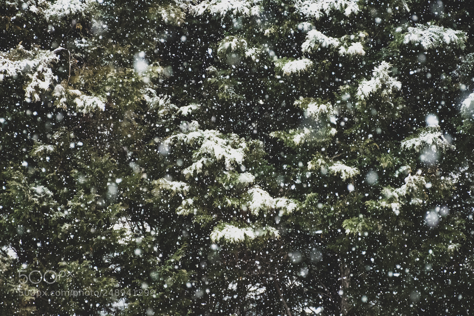 Nikon D500 sample photo. Snow fall pine photography