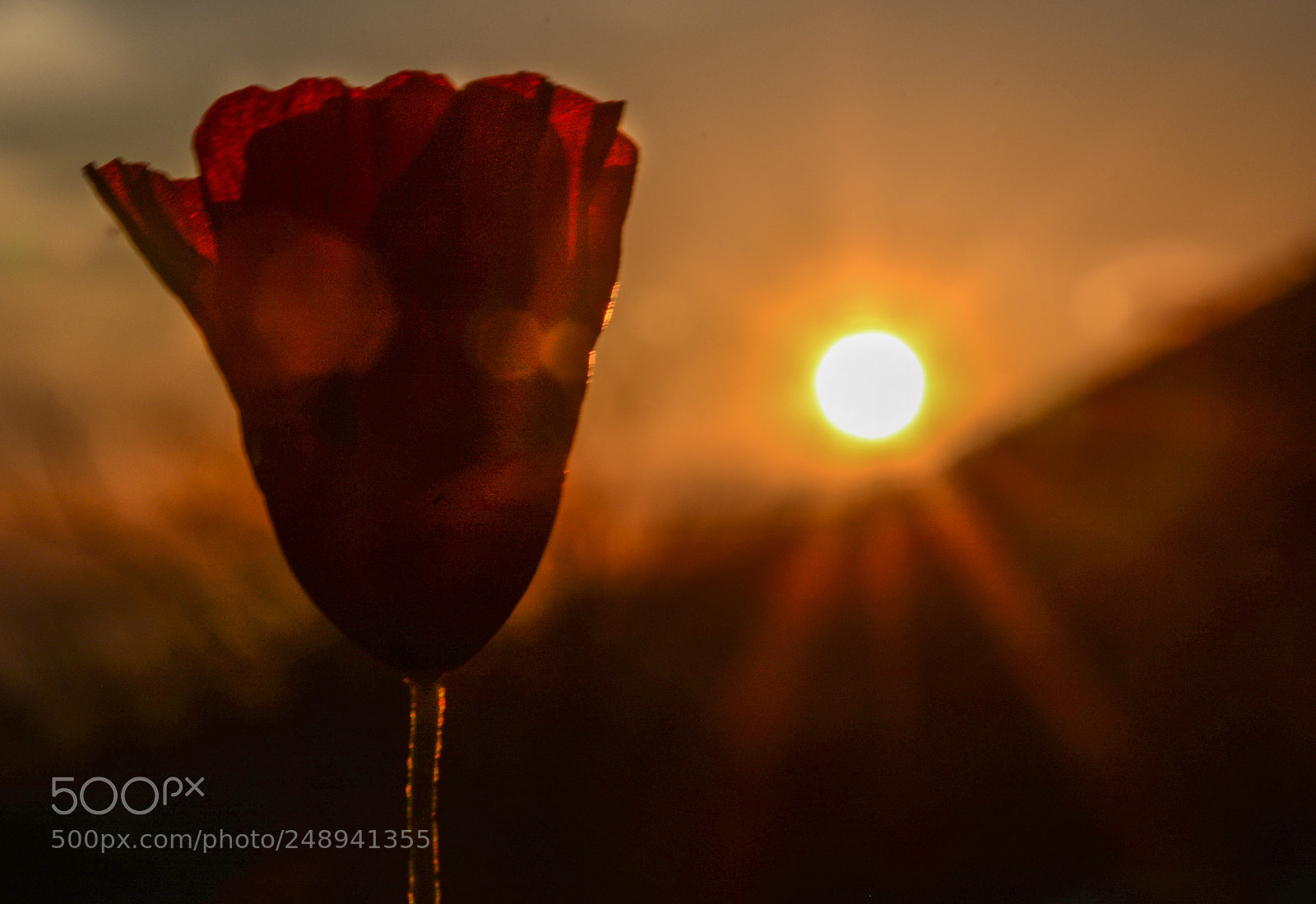 Nikon D7100 sample photo. Gelincik ve g n photography