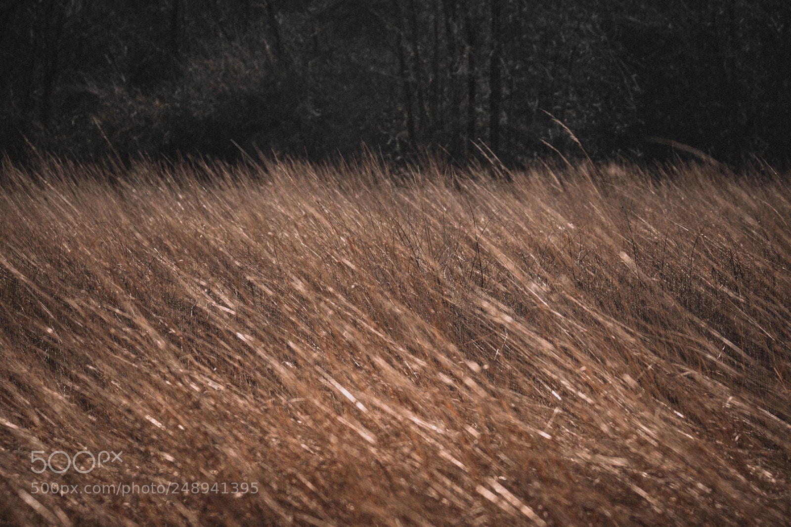 Nikon D500 sample photo. Adkins arboretum meadow photography