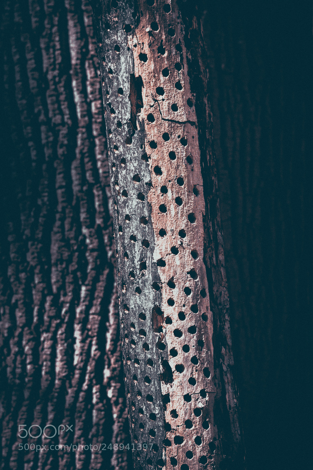 Nikon D500 sample photo. Adkins arboretum trunk photography