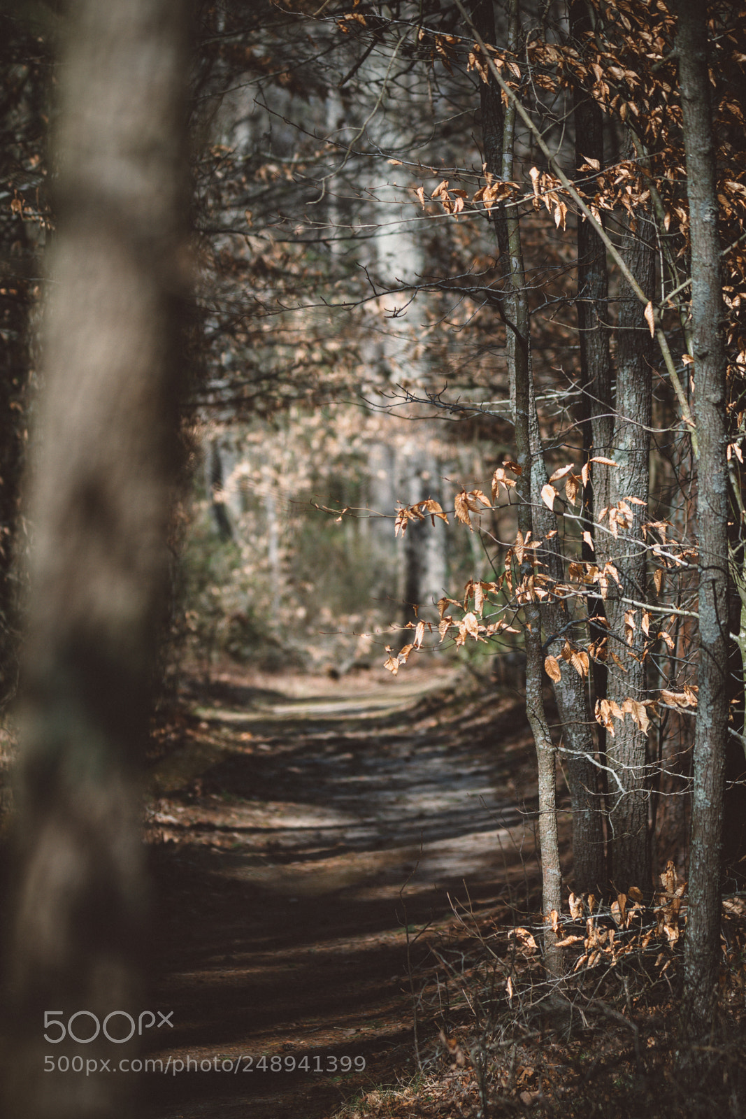 Nikon D500 sample photo. Adkins arboretum trail photography