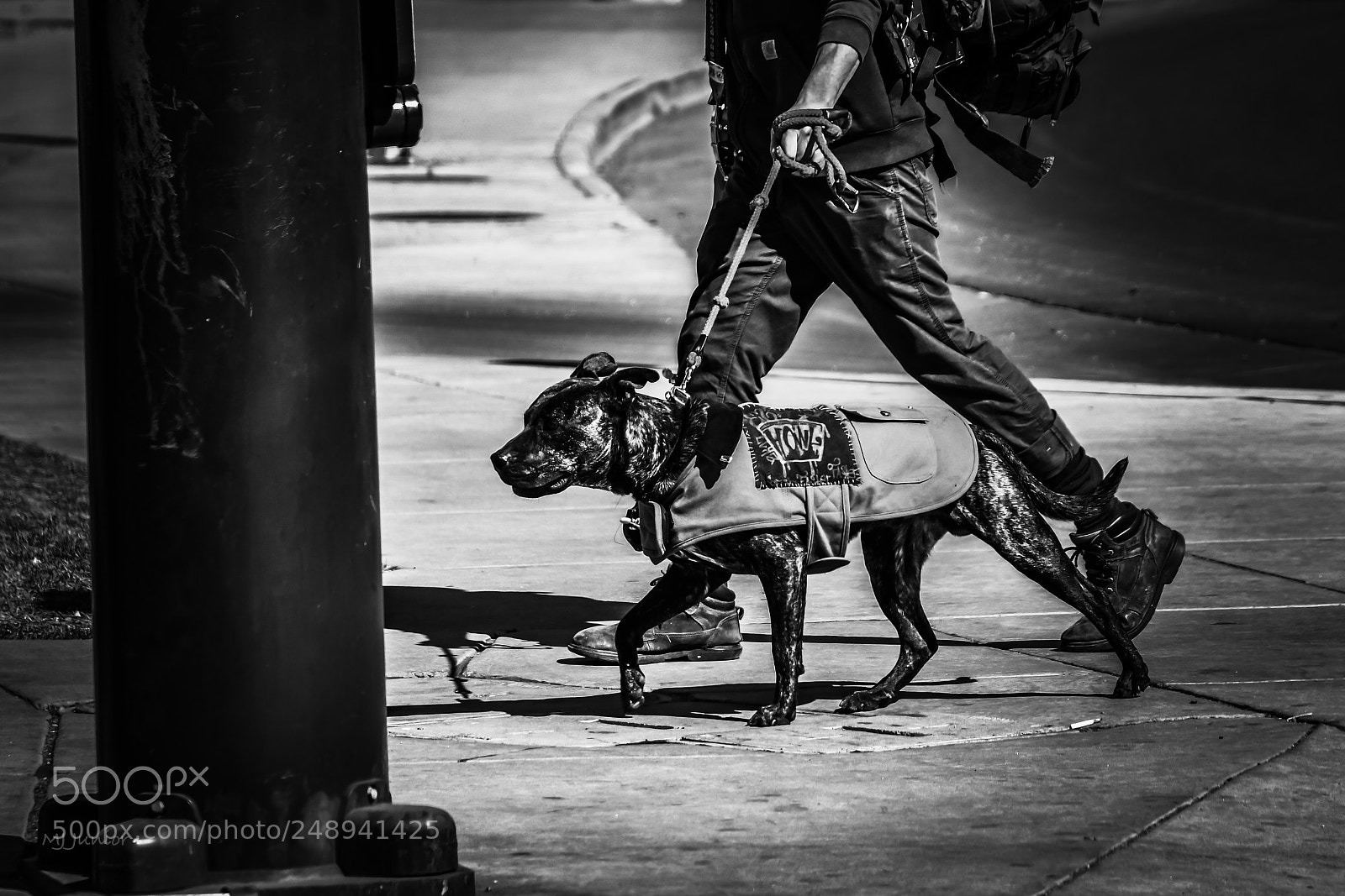 Nikon D7500 sample photo. 4 legged walk... photography