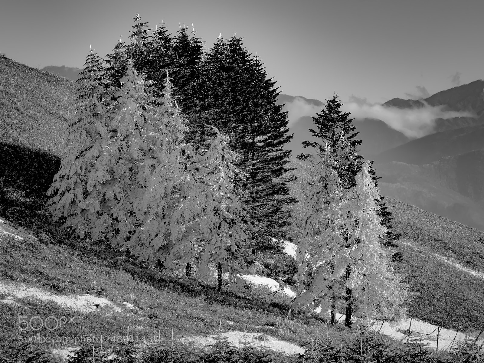 Olympus OM-D E-M1 sample photo. Last winter trees photography