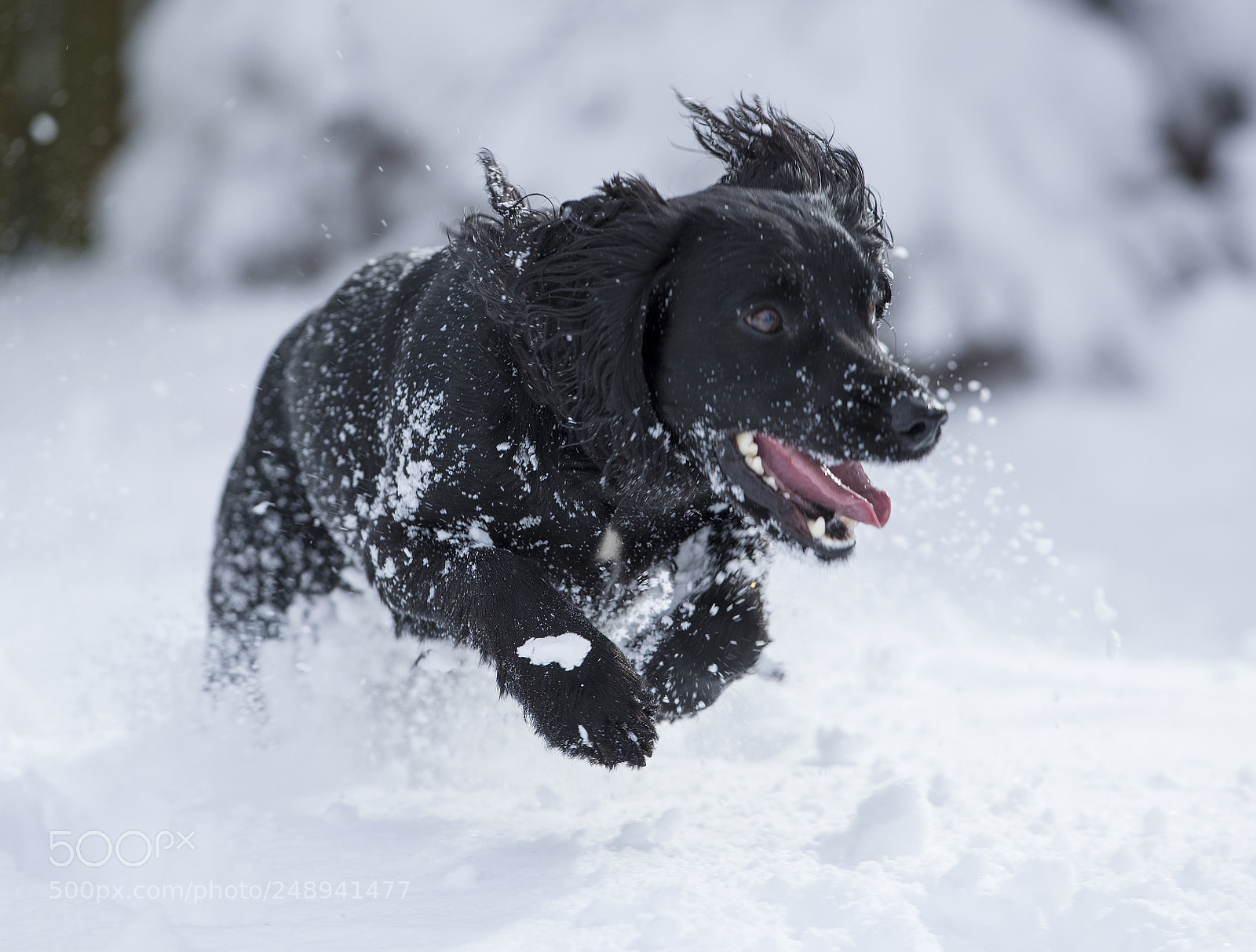 Canon EOS-1D X Mark II sample photo. Finn n snow march 2018 photography