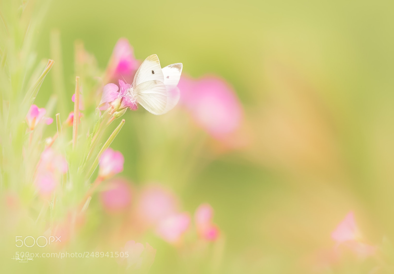 Nikon D810 sample photo. Sunlight photography