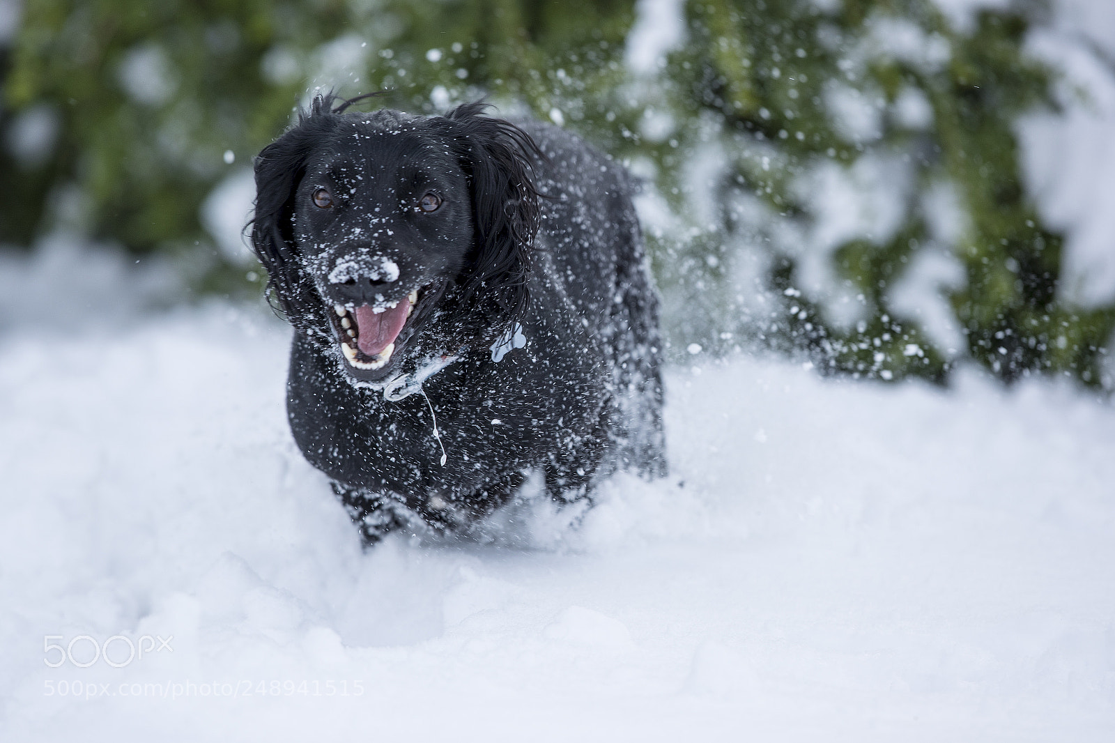 Canon EOS-1D X Mark II sample photo. Finn n snow ii photography